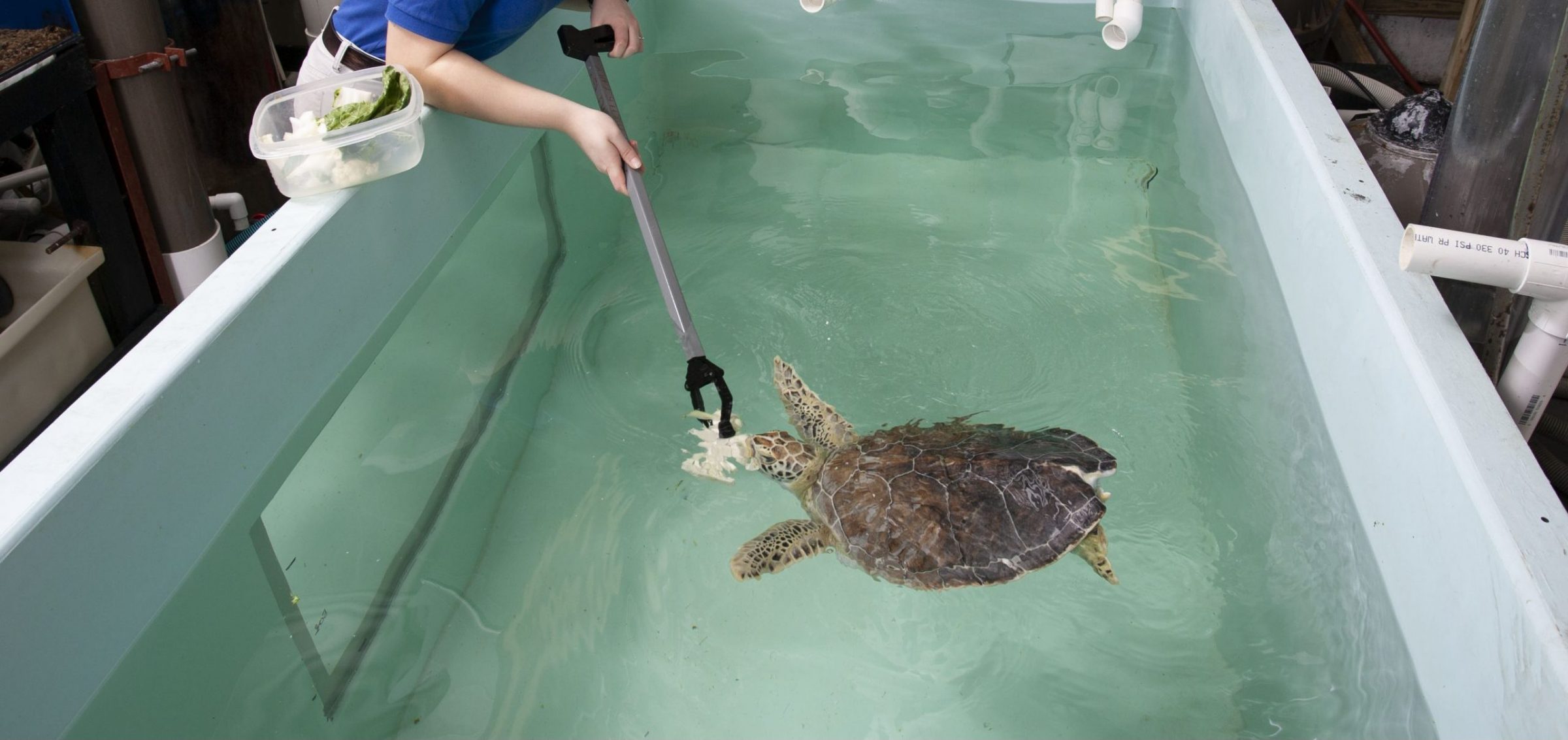 staff member feeding young sea turtle
