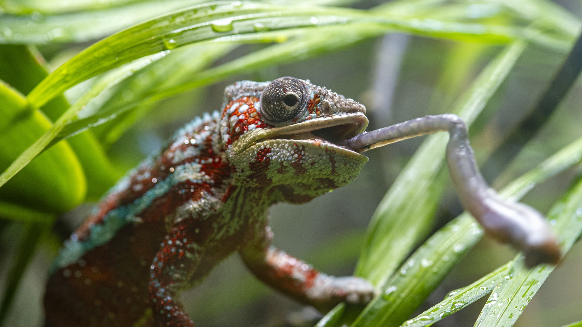 chameleon with extended tongue
