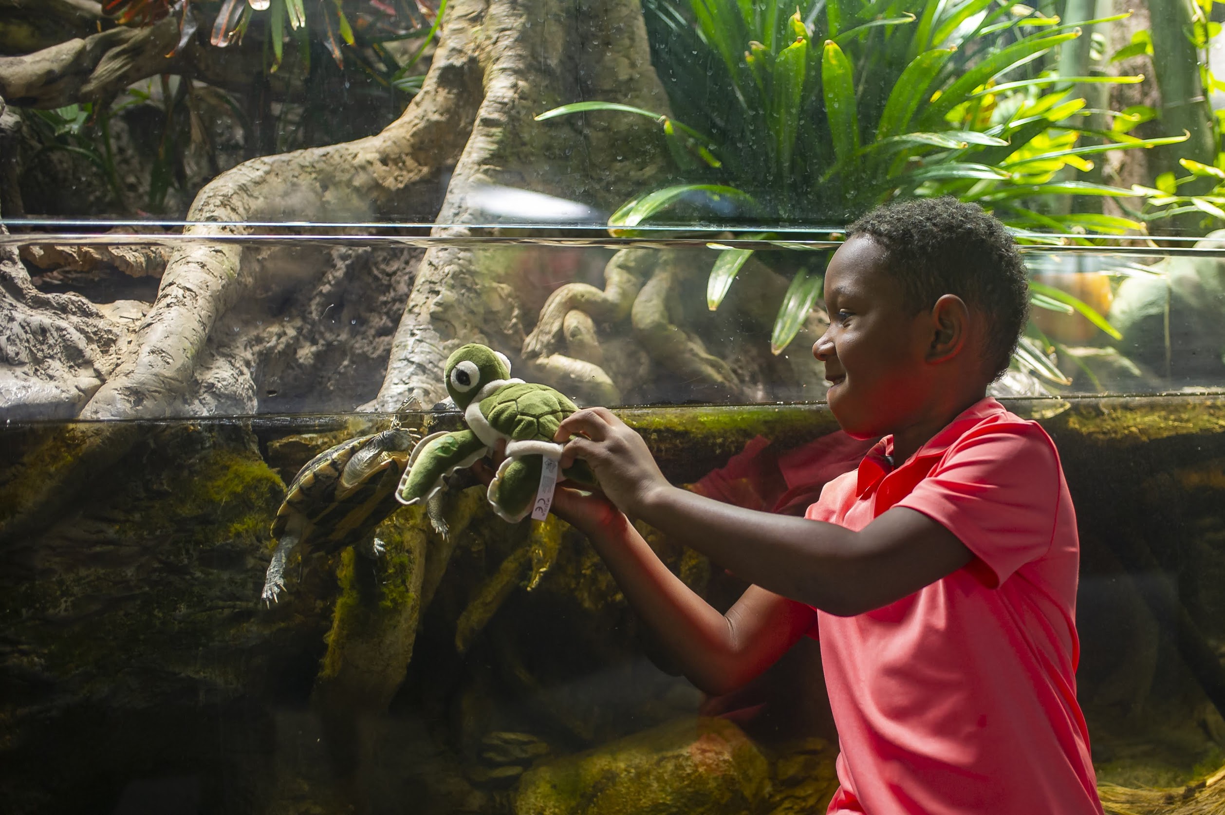 boy with plush sea turtle in front of turtle habitat
