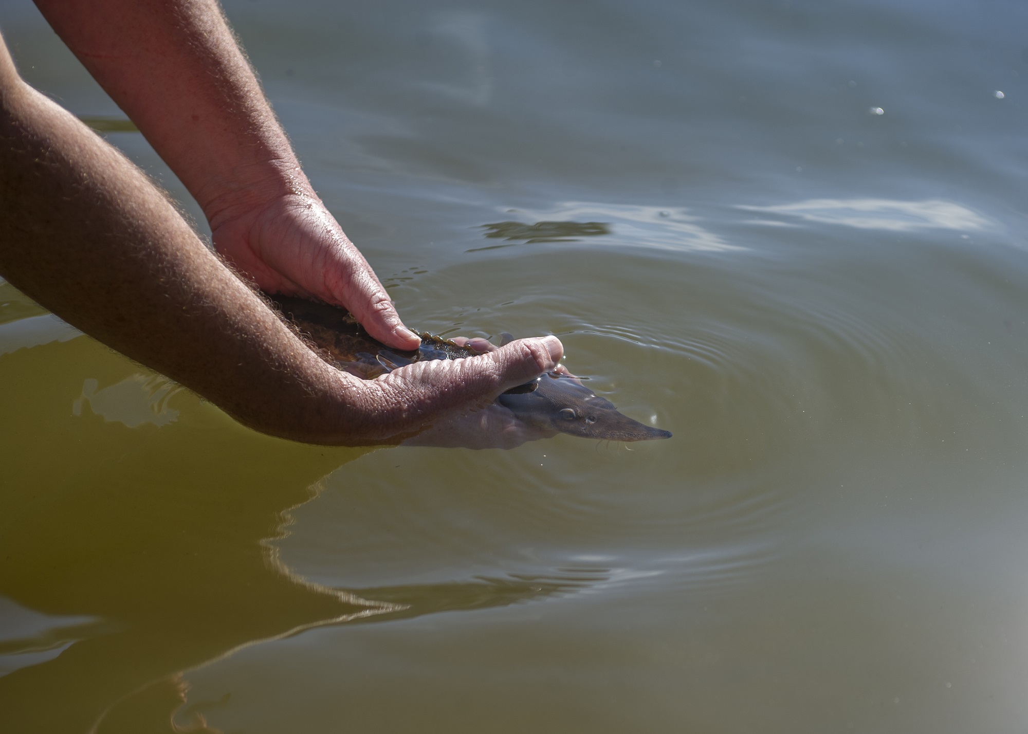 lake sturgeon being placed into the TN River