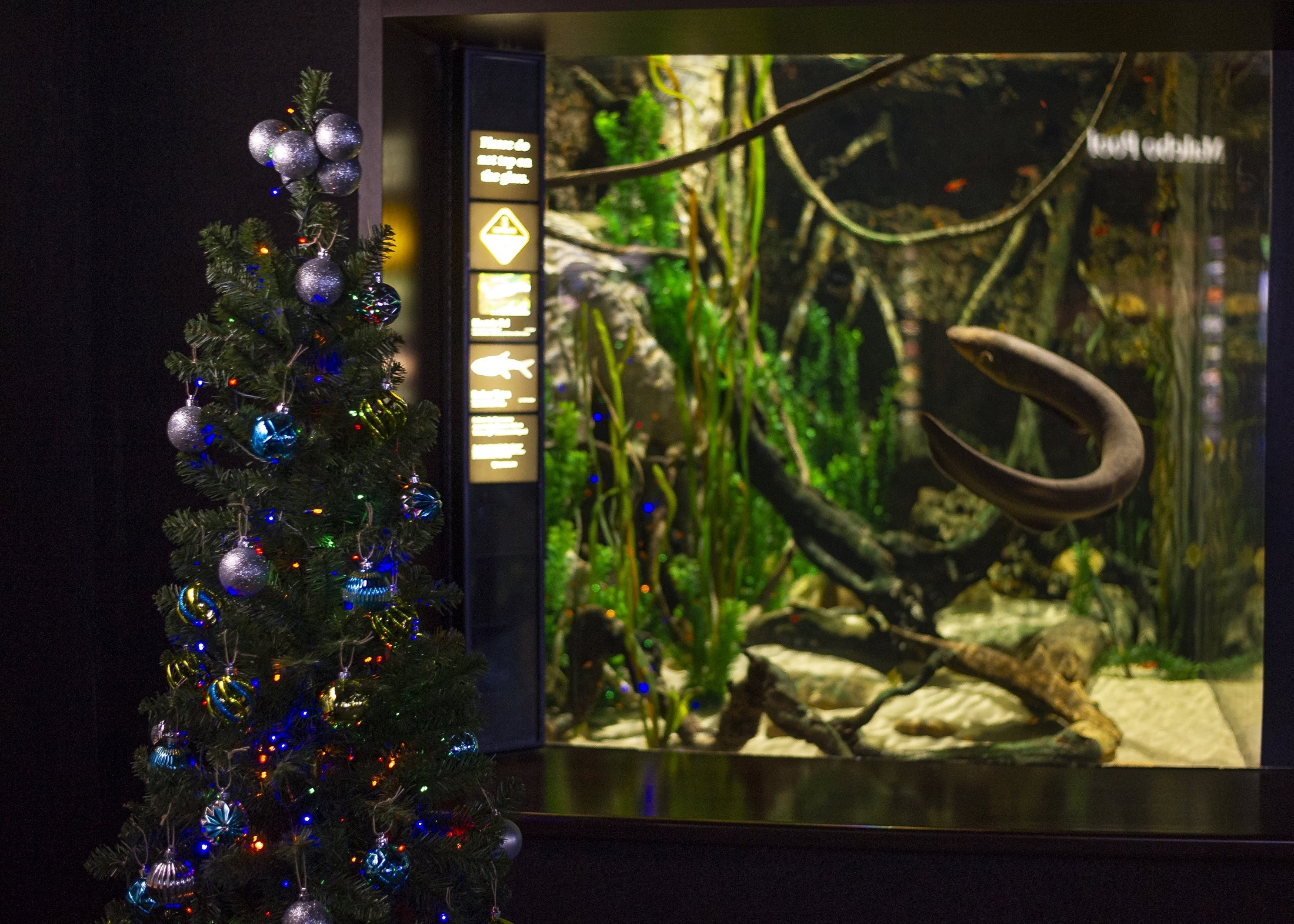Christmas tree in front of electric eel exhibit