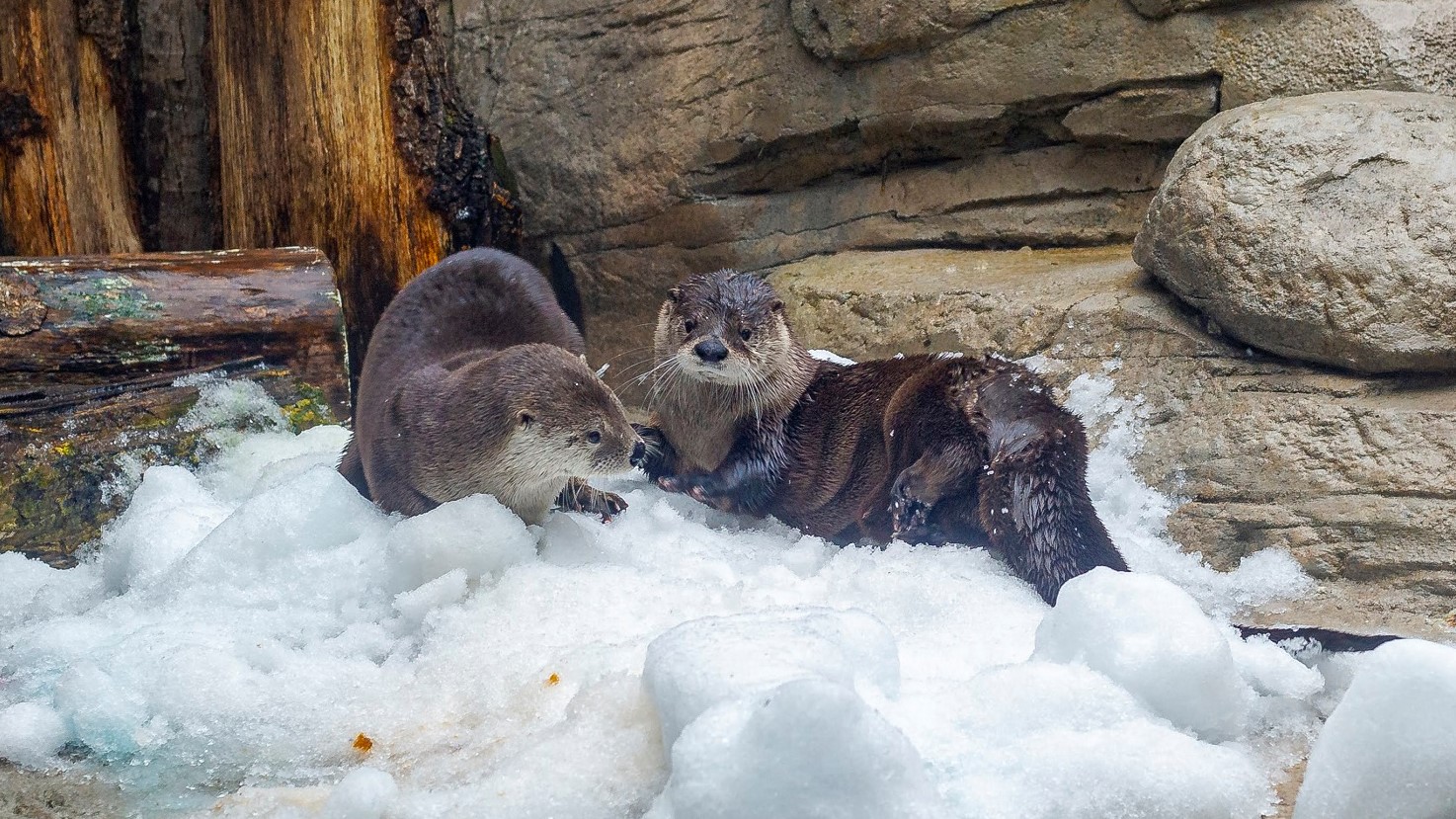 otters in snow