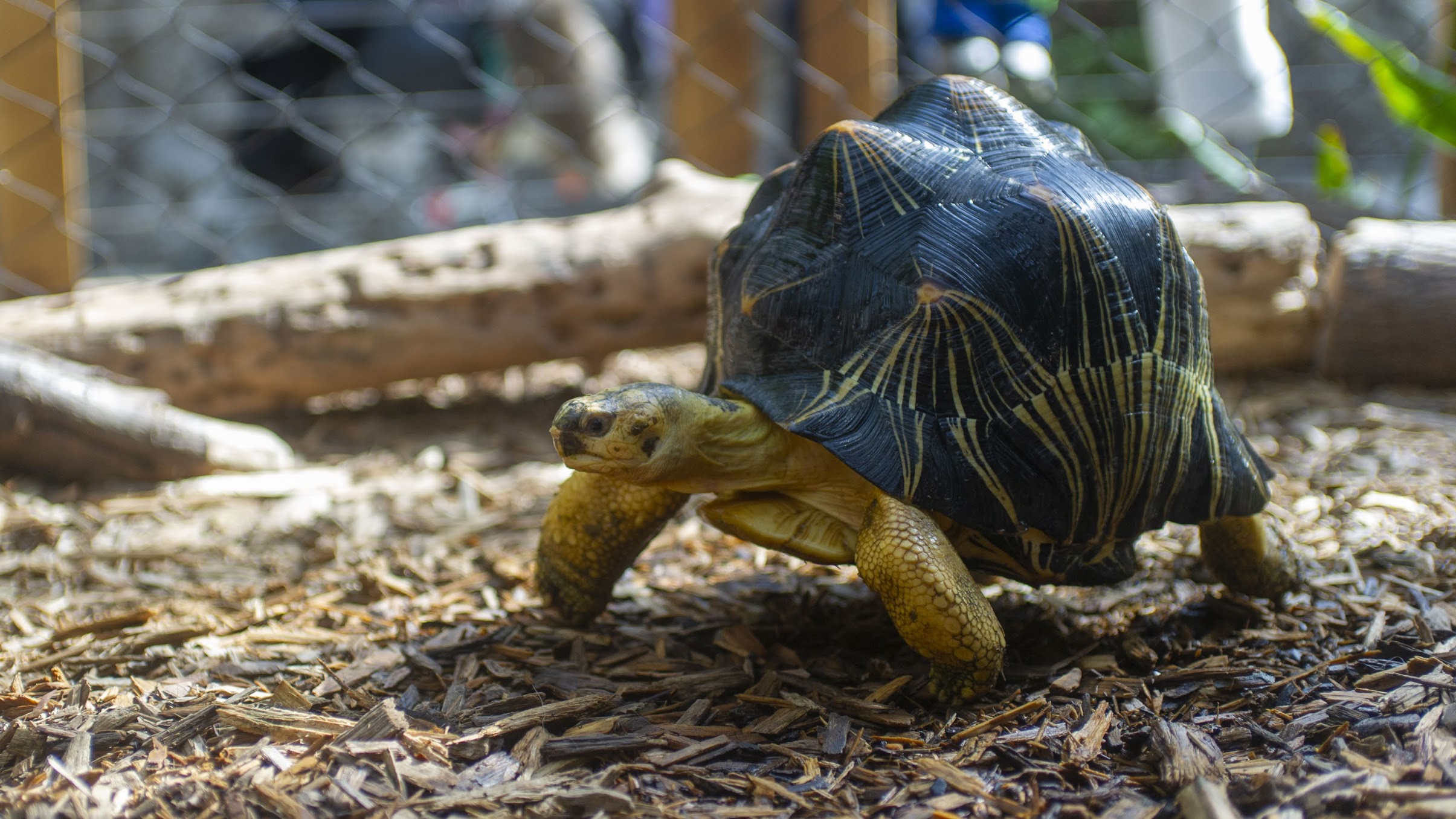 radiated tortoise
