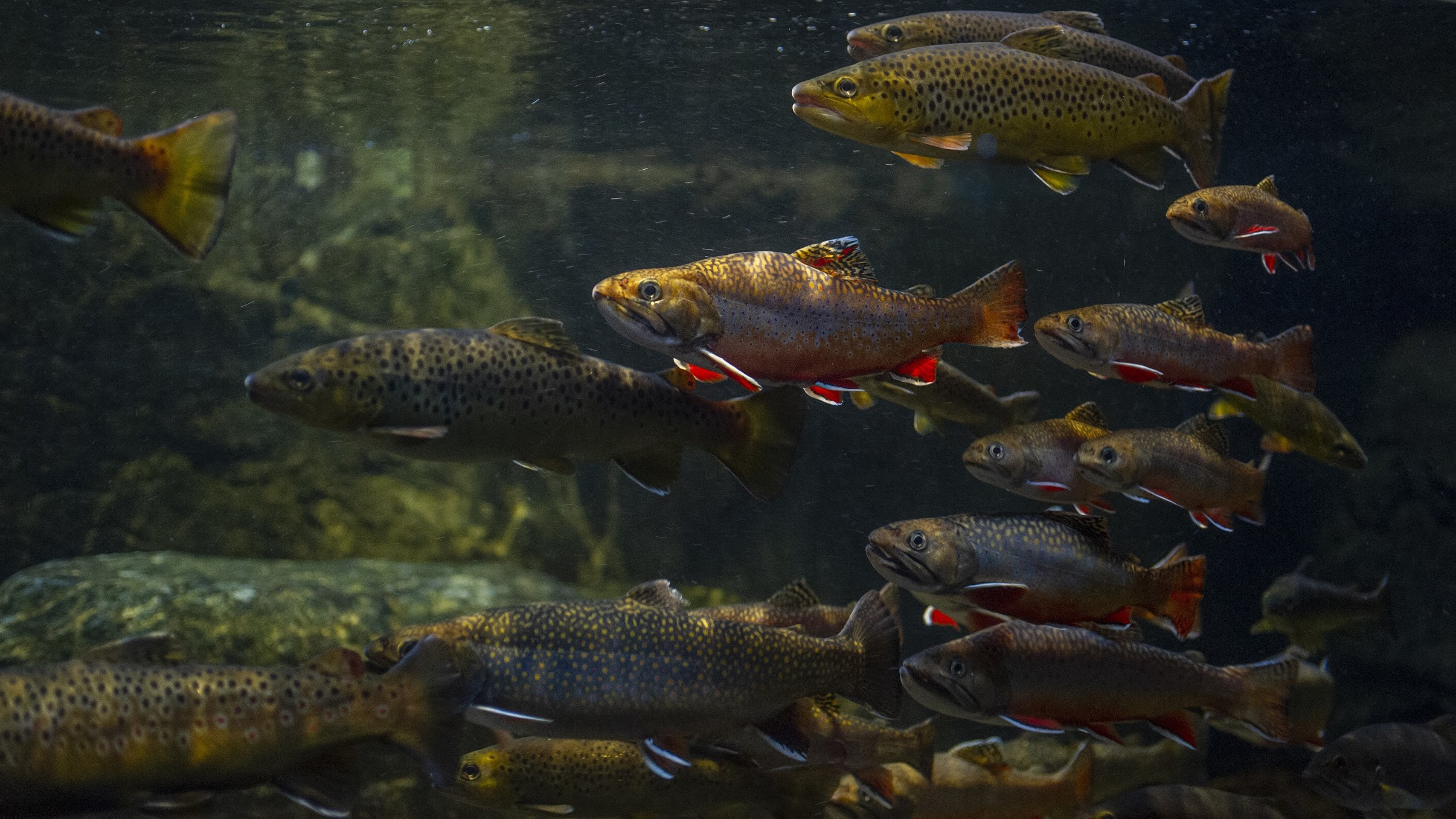 brook trout swimming