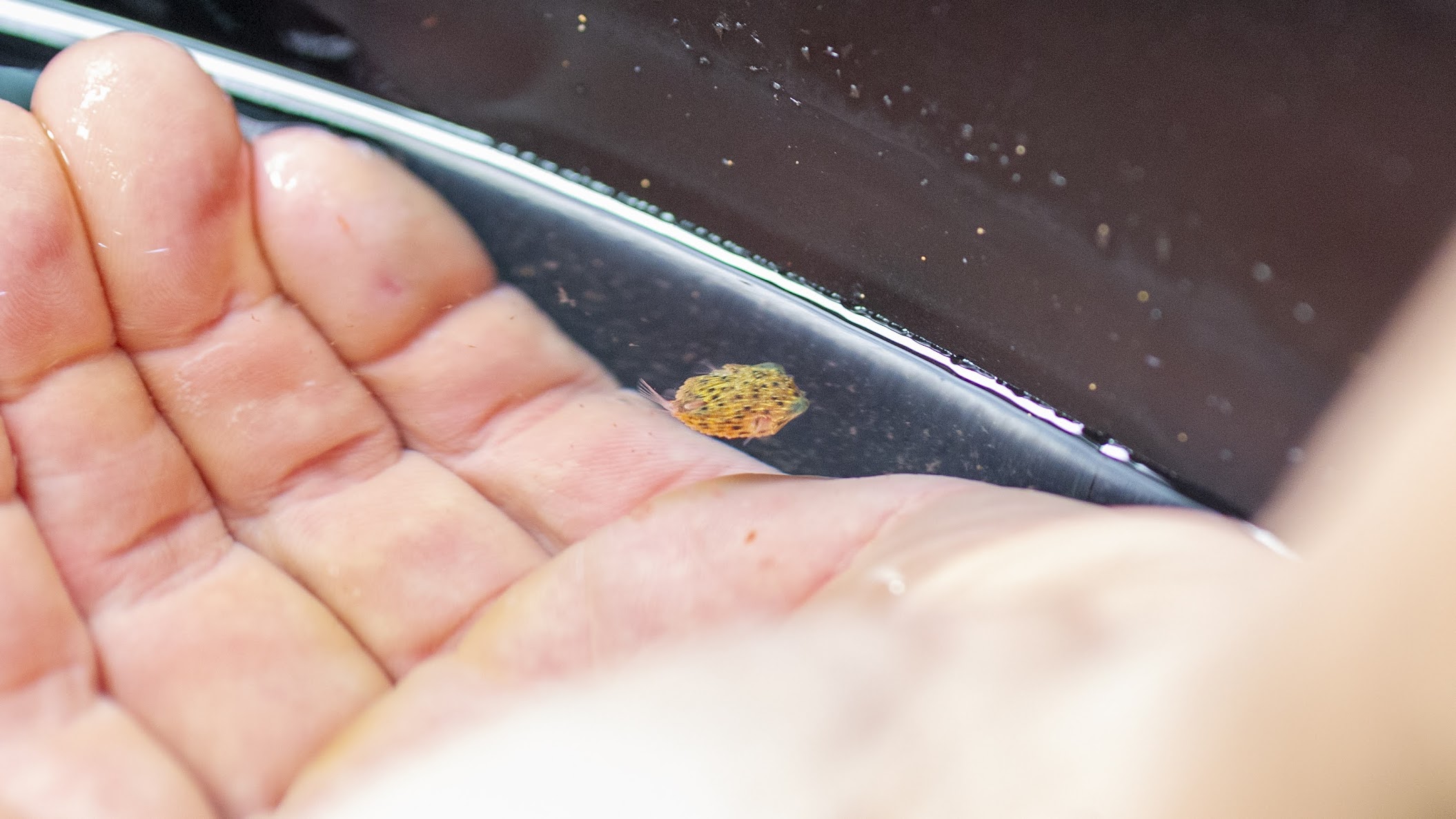 baby Long-spine Porcupinefish