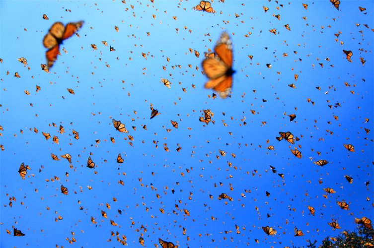 Monarch butterflies in flight