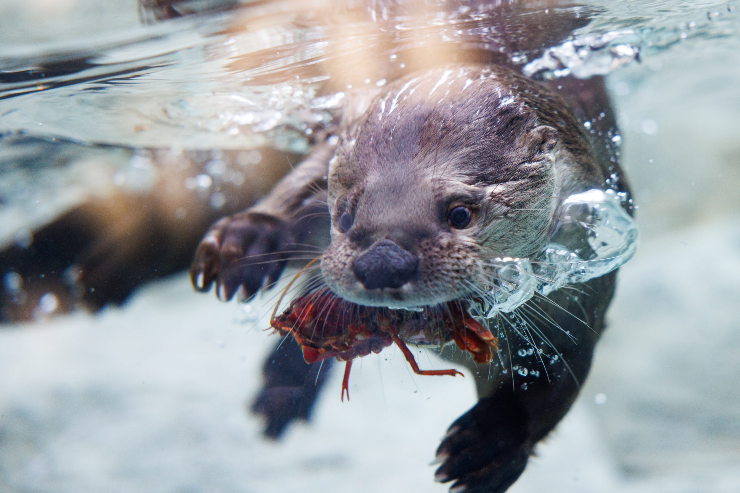 River Otter with Crayfish