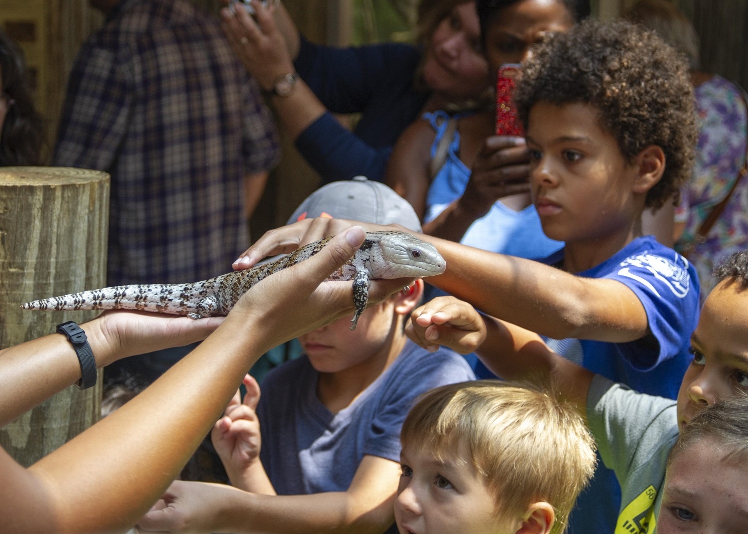 A boy petting a skink