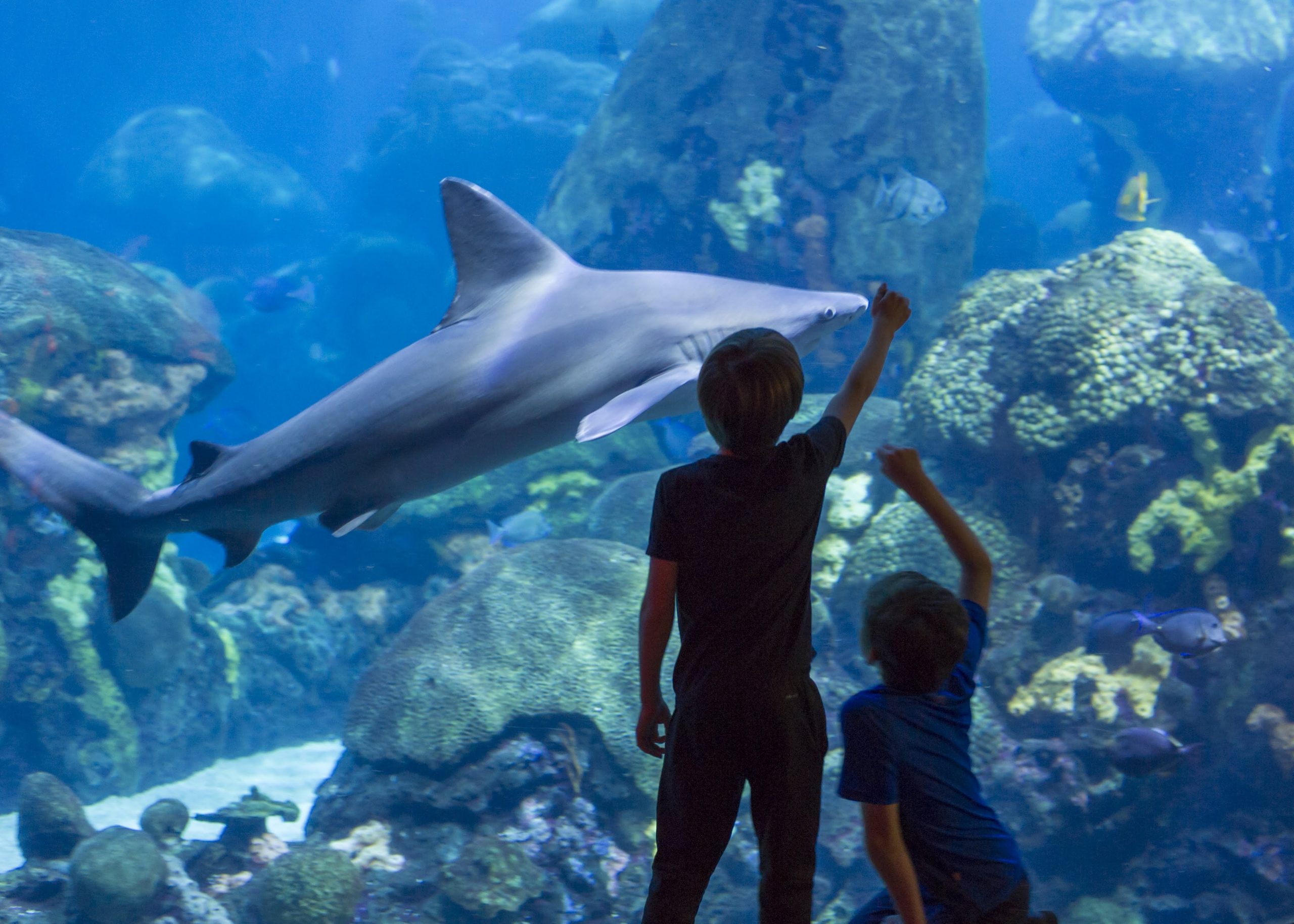 Young guests watch a Sandbar Shark swim near the acrylic viewing window into the Secret Reef exhibit