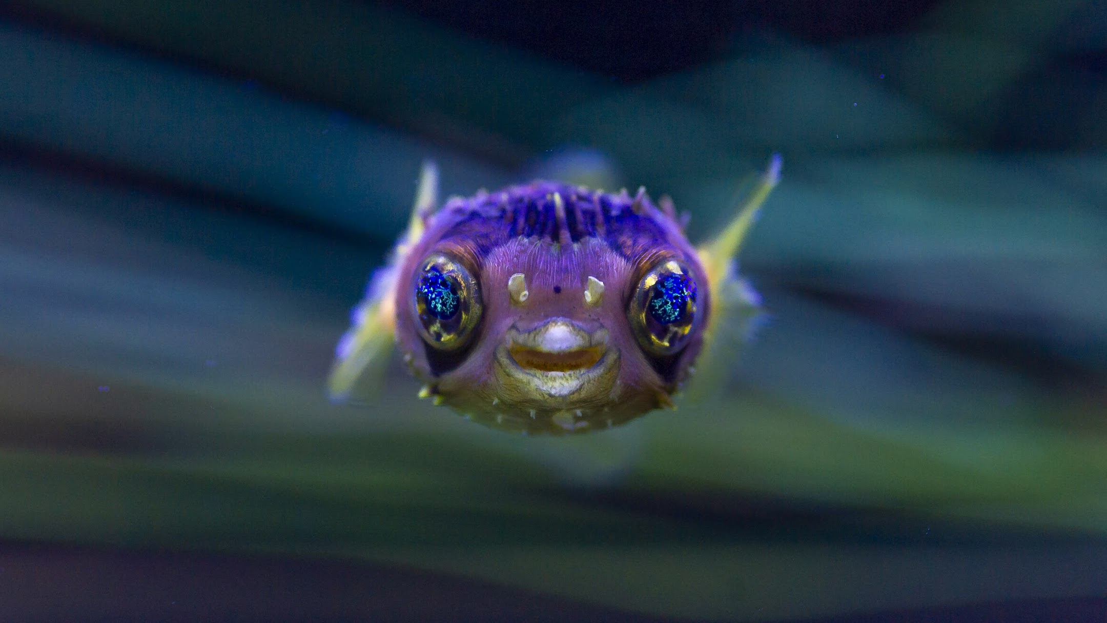 baby pufferfish