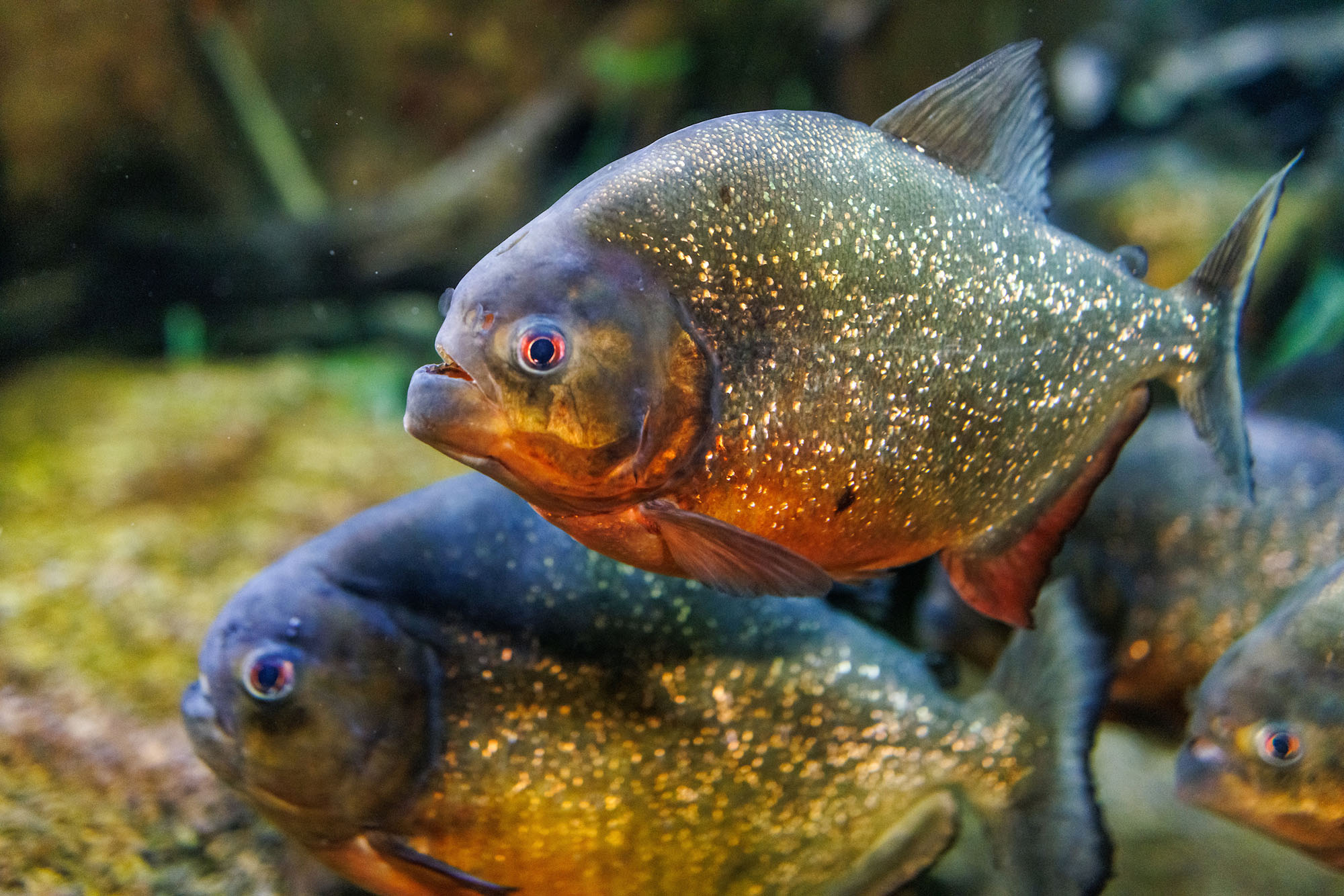 Red Piranha