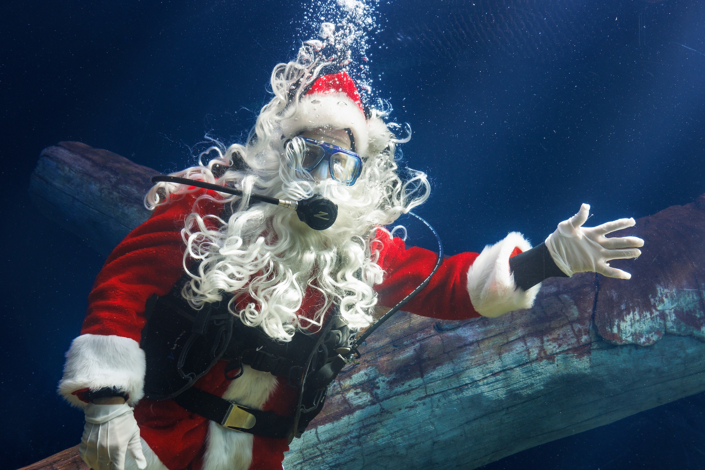 SCUBA Claus diving in the River Giants exhibit
