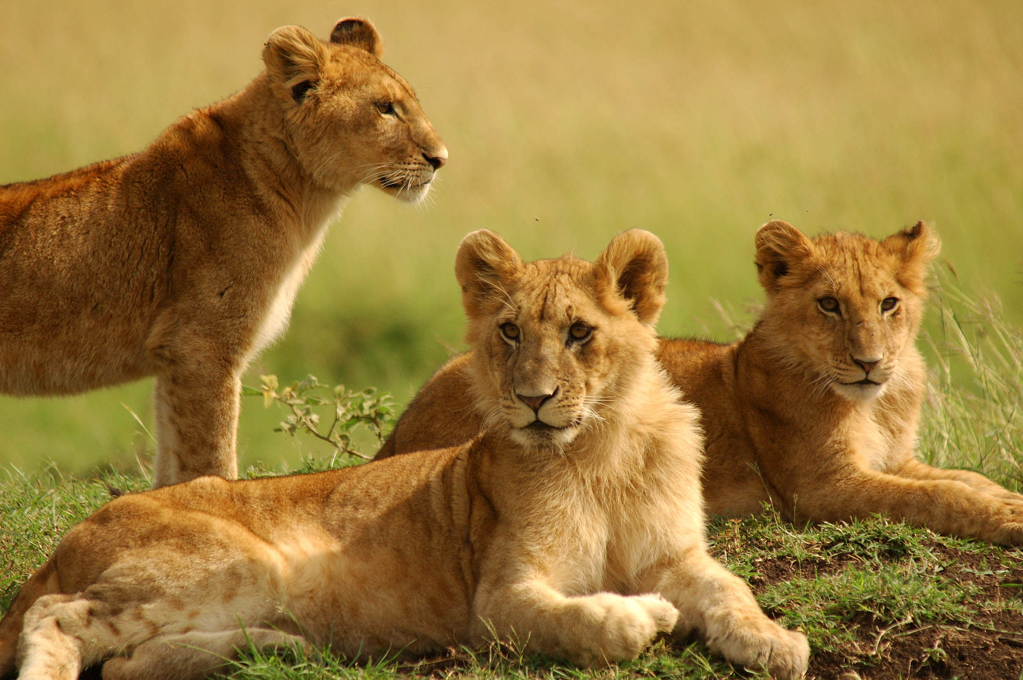 lion family