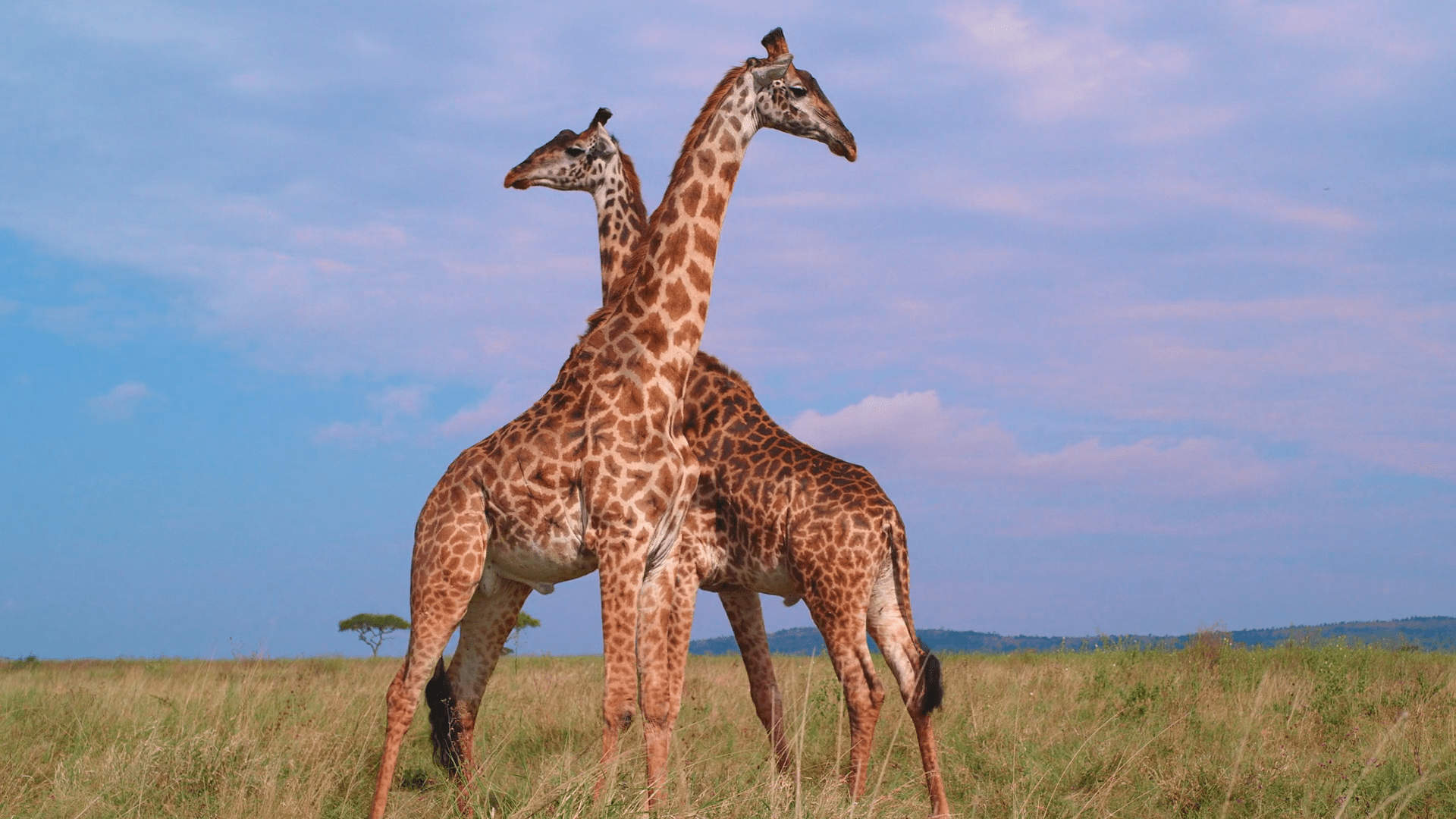 pair of giraffes