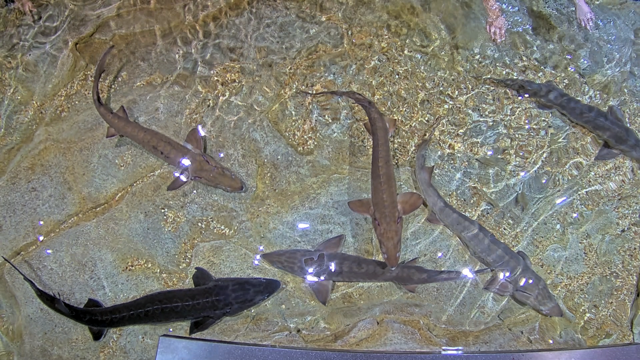 Lake Sturgeon swimming