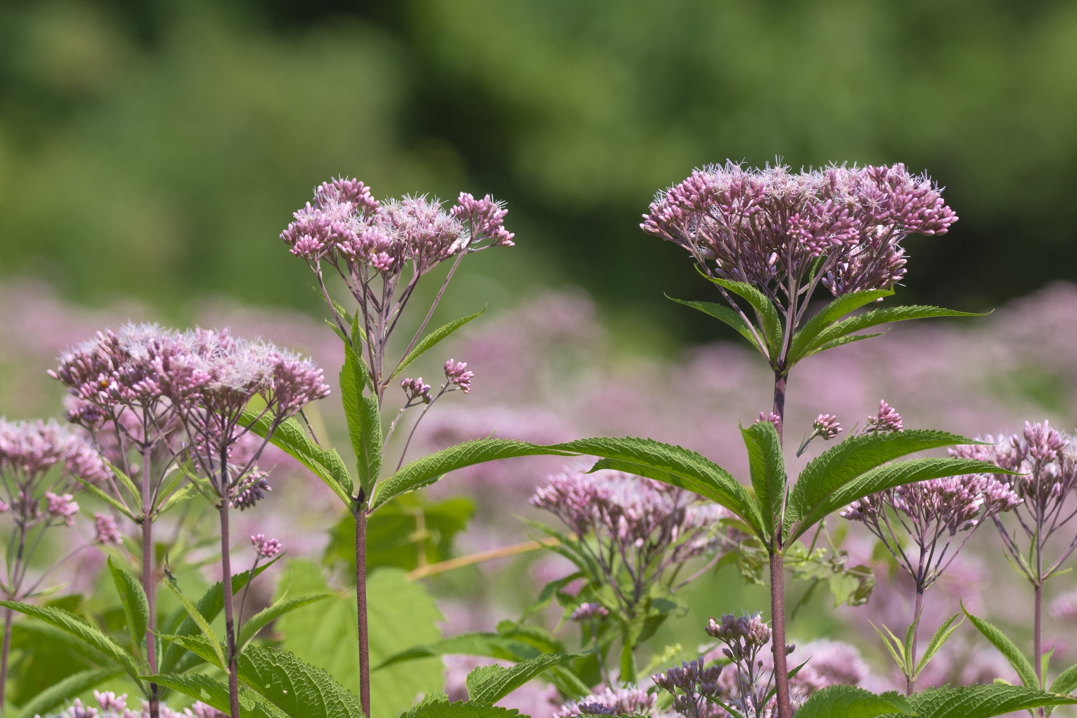 Sweet-Scented Joe-Pie Weed
