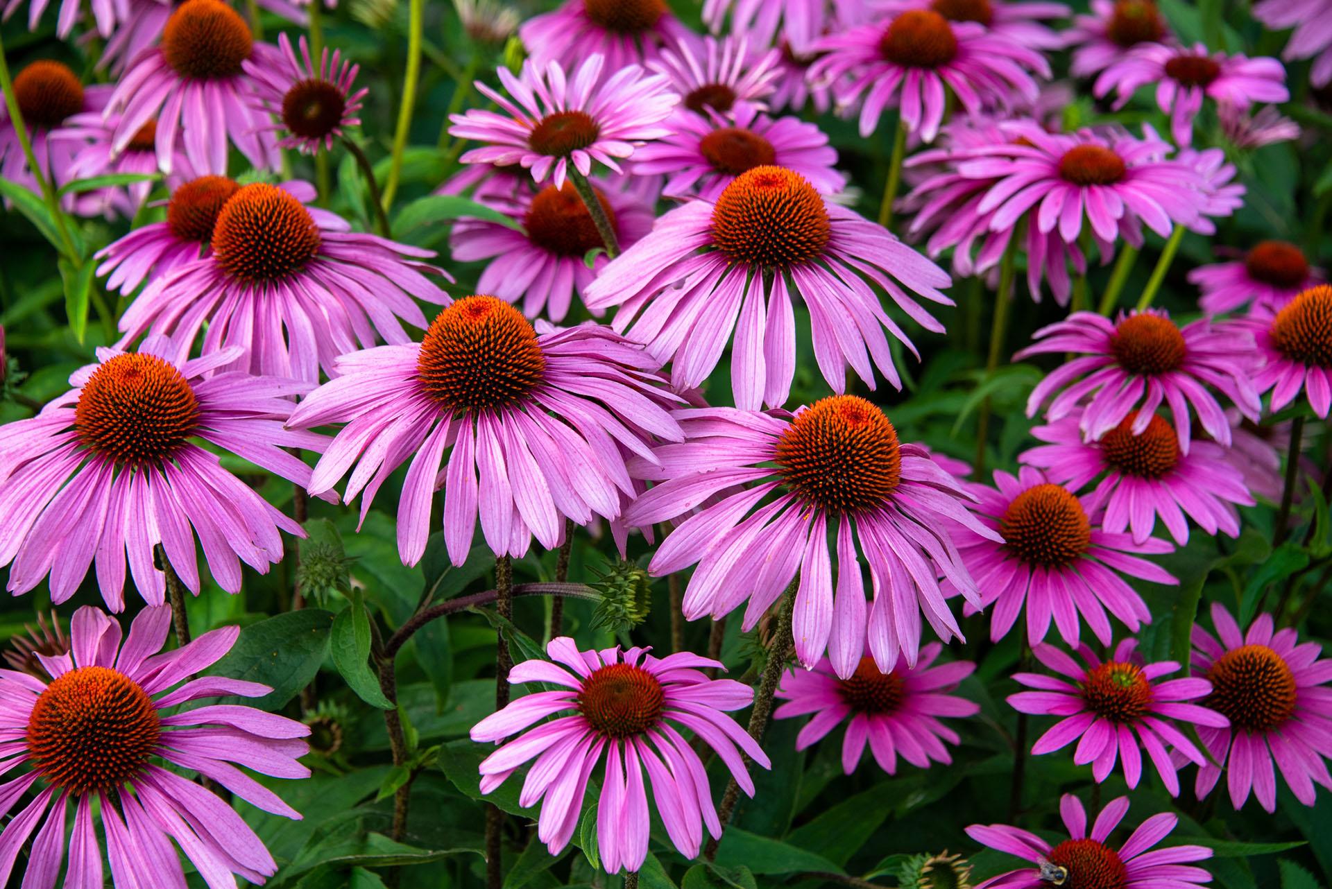 Purple Coneflowers in a field.
