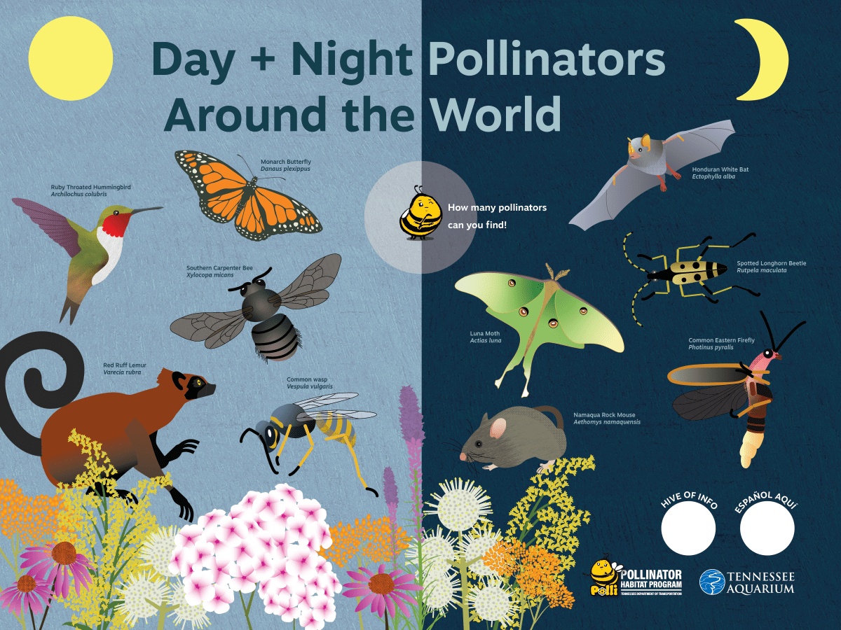 Day + Night pollinators around the world graphic
