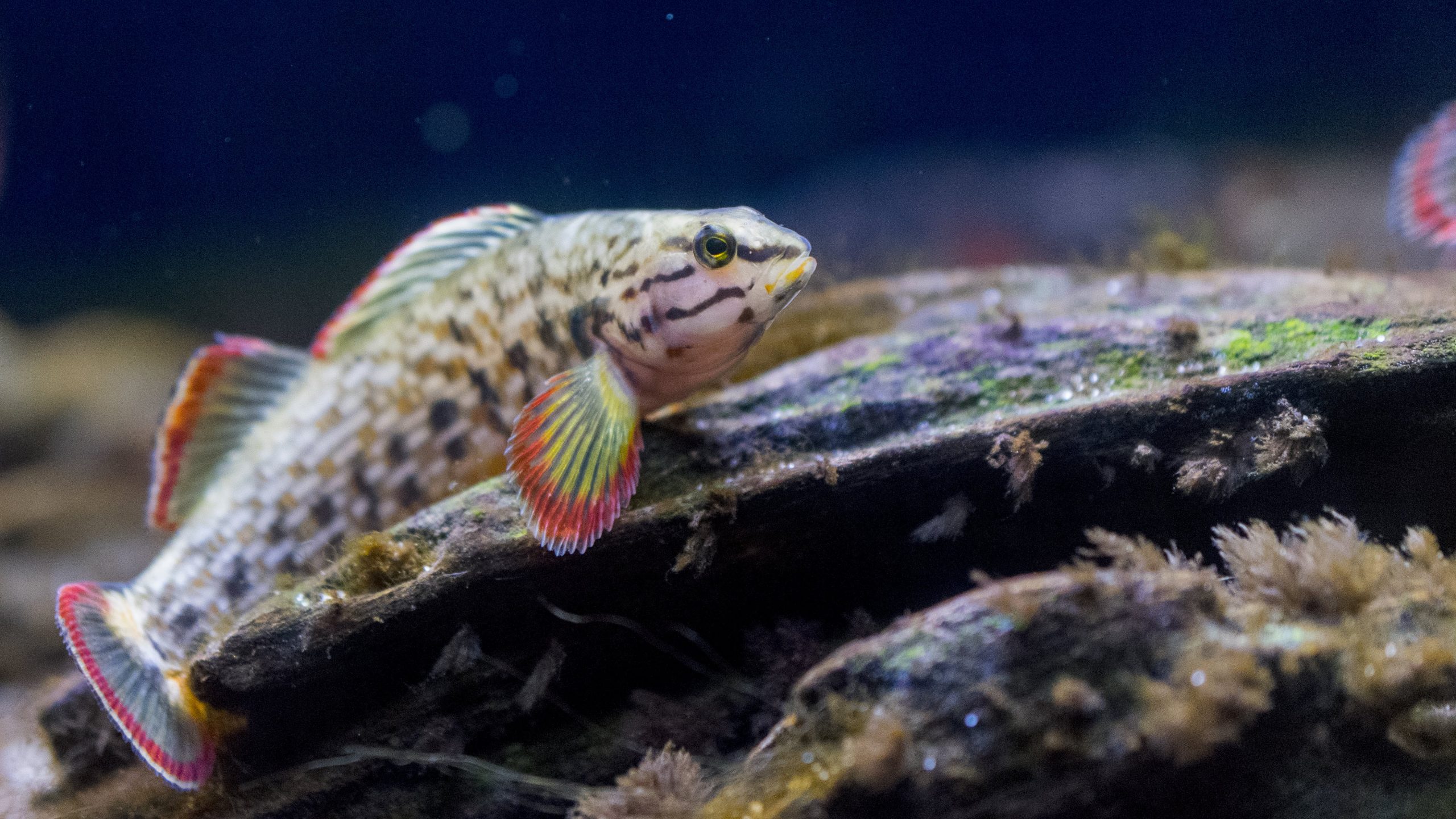 A darter on display at the Tennessee Aquarium