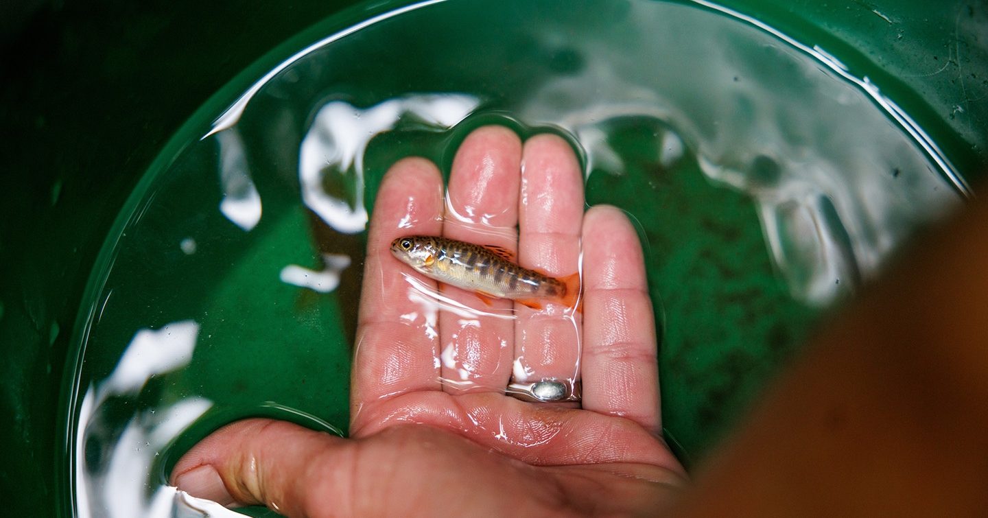 A brook trout young of the year in the palm of a hand