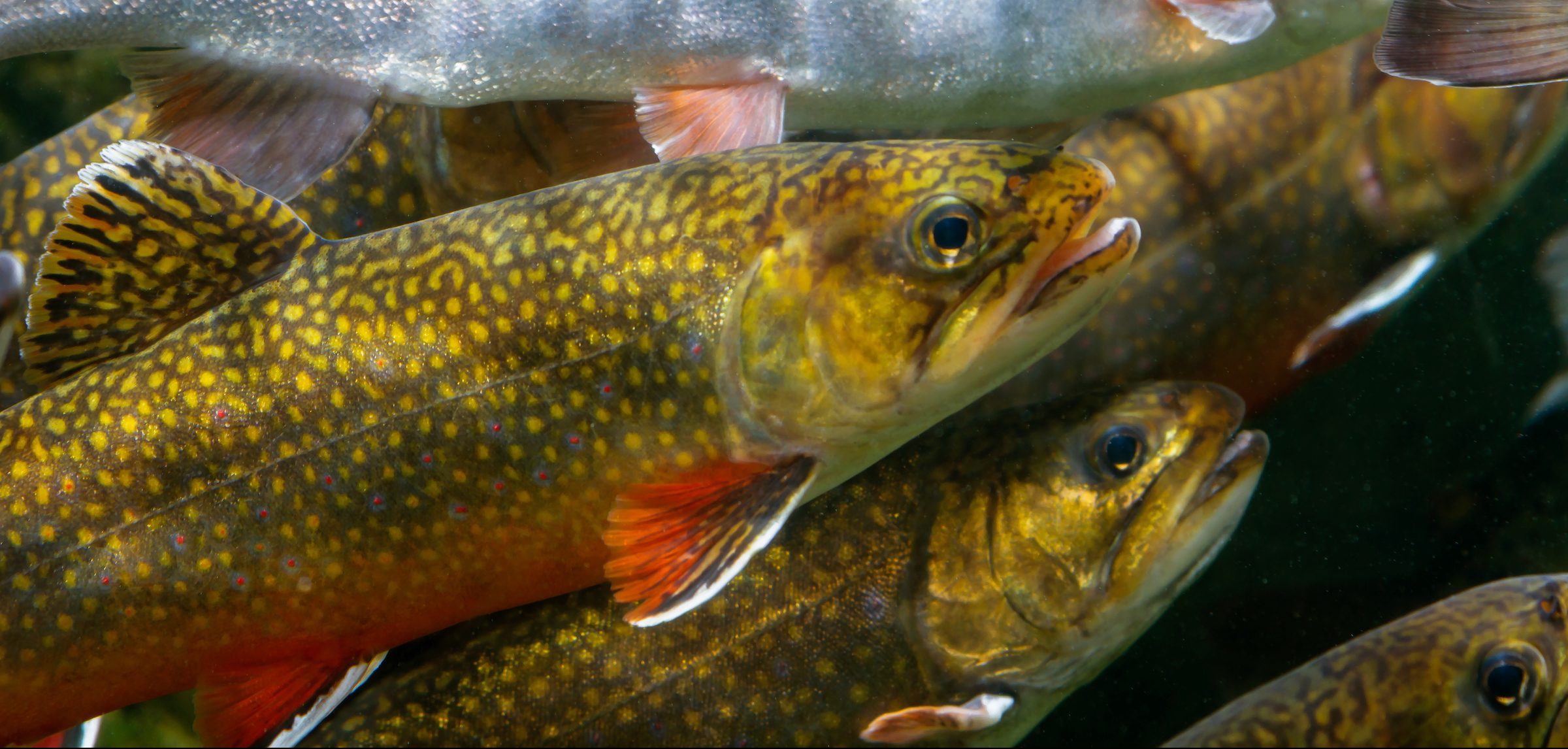 Brook Trout
