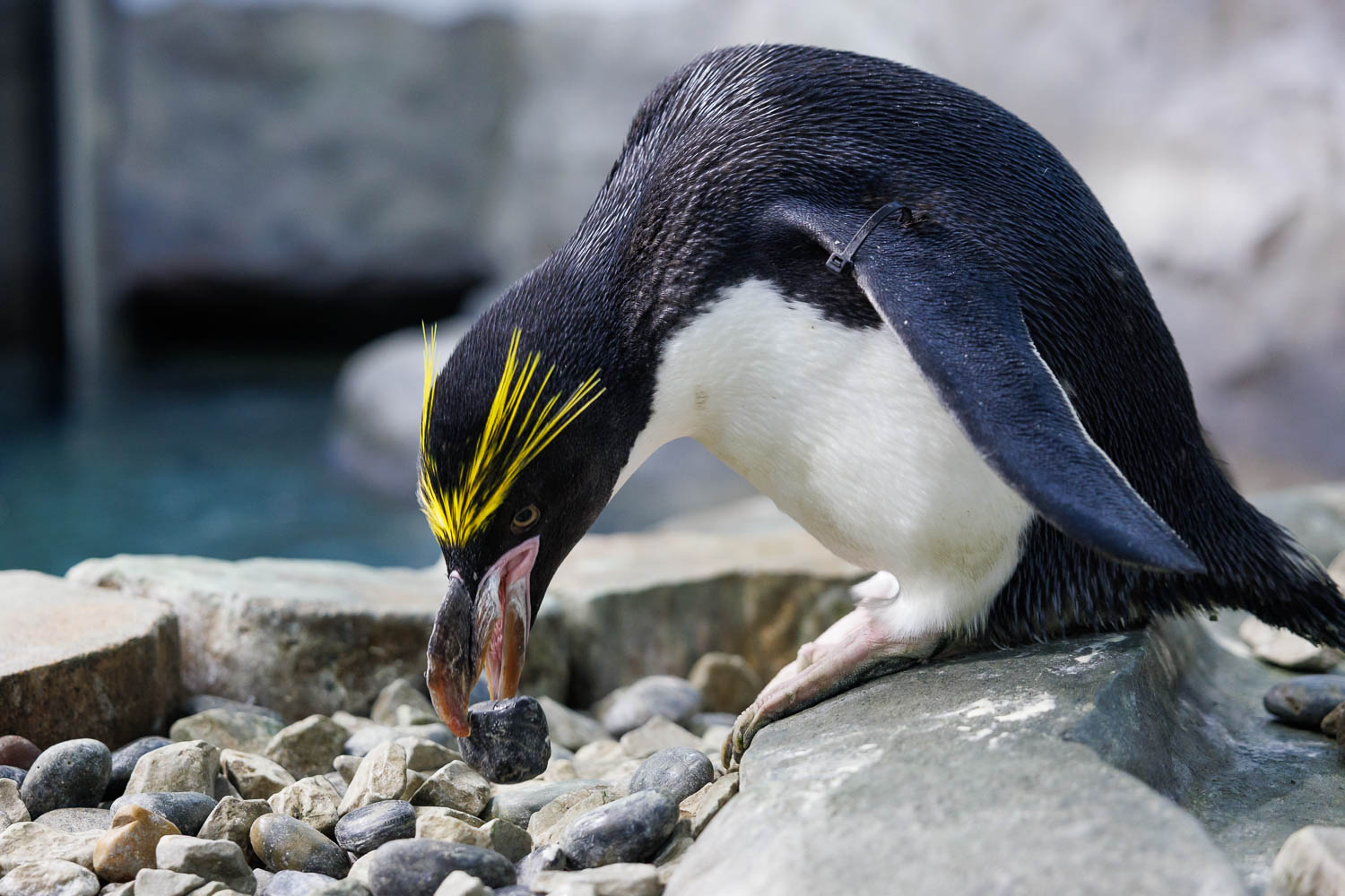 Macaroni Penguin Hercules selects a rock for his nest during Rock Day, which begins penguin nesting season at the Tennessee Aquarium.