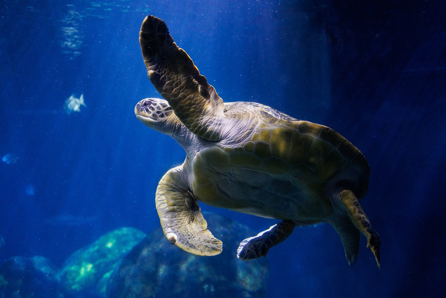 Stewy the Green Sea Turtle swims in the Tennessee Aquarium's 618,000-gallon Secret Reef exhibit.