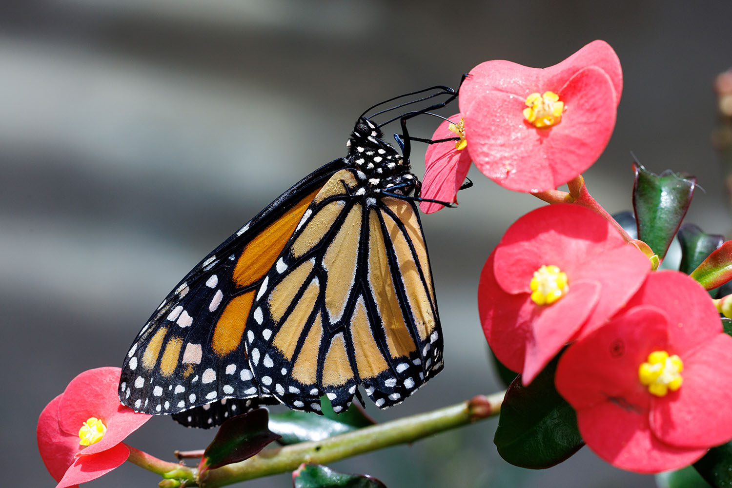 A Monarch Butterfly (Danaus plexippus) in the Tennessee Aquarium's Butterfly Garden exhibit.