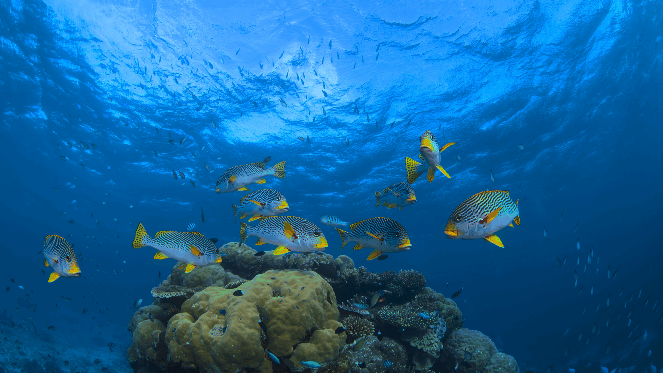 A school of fish underwater next to a rock formation.