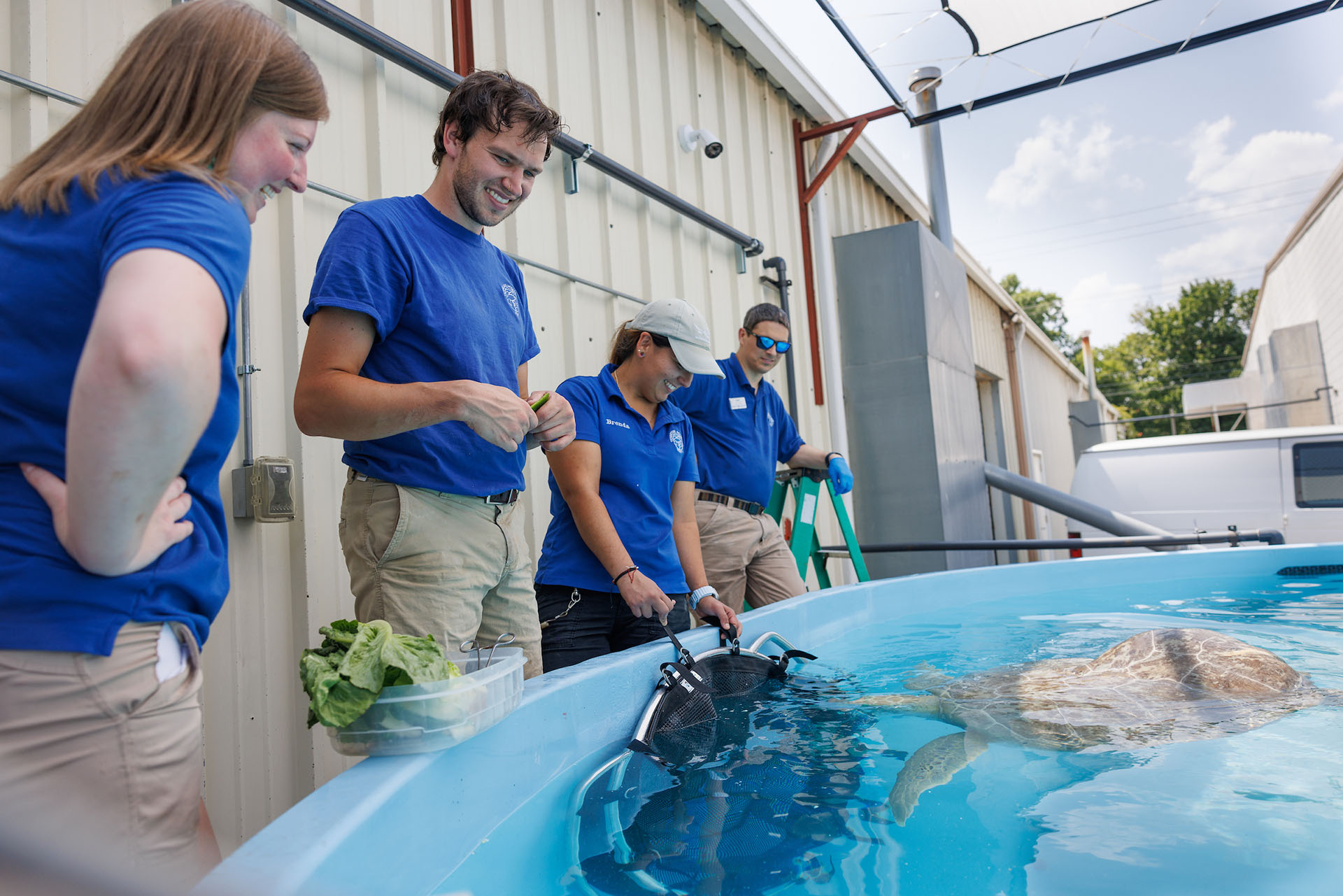 Aquarium staff feed Oscar lettuce in his outdoor pool