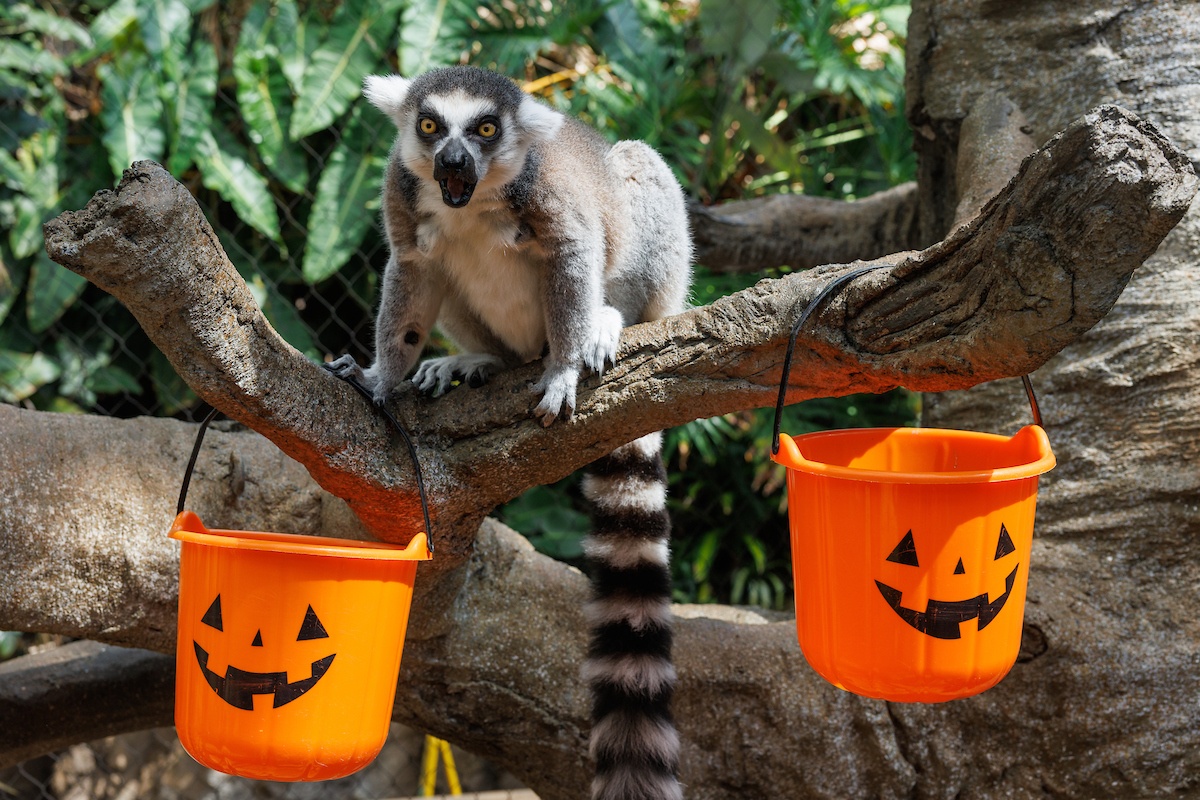 Pumpkin spice enrichment in the Lemur Forest.