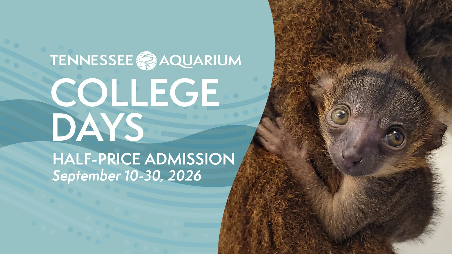 College Days – Half-Price Admission