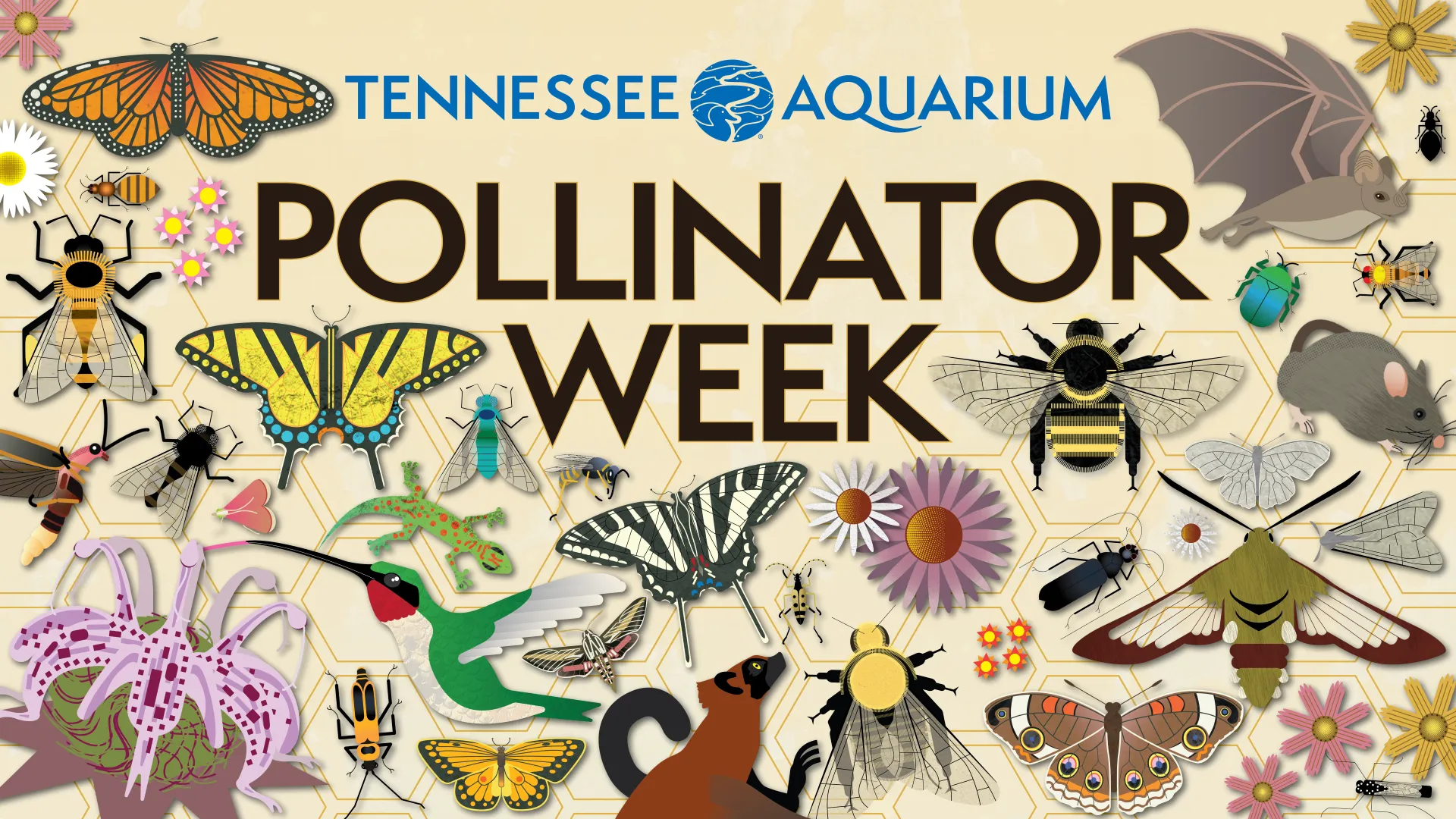 Pollinator Week at the Aquarium + IMAX 🦋