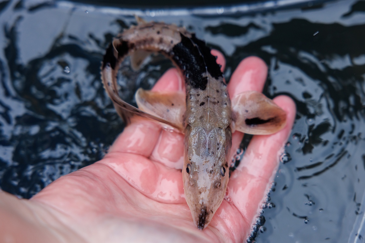 A Lake Sturgeon relased into the Tennessee River by the Tennessee Aquarium Conservation Institute from Coolidge Park on Wednesday, Oct. 30, 2024, in Chattanooga, Tenn.