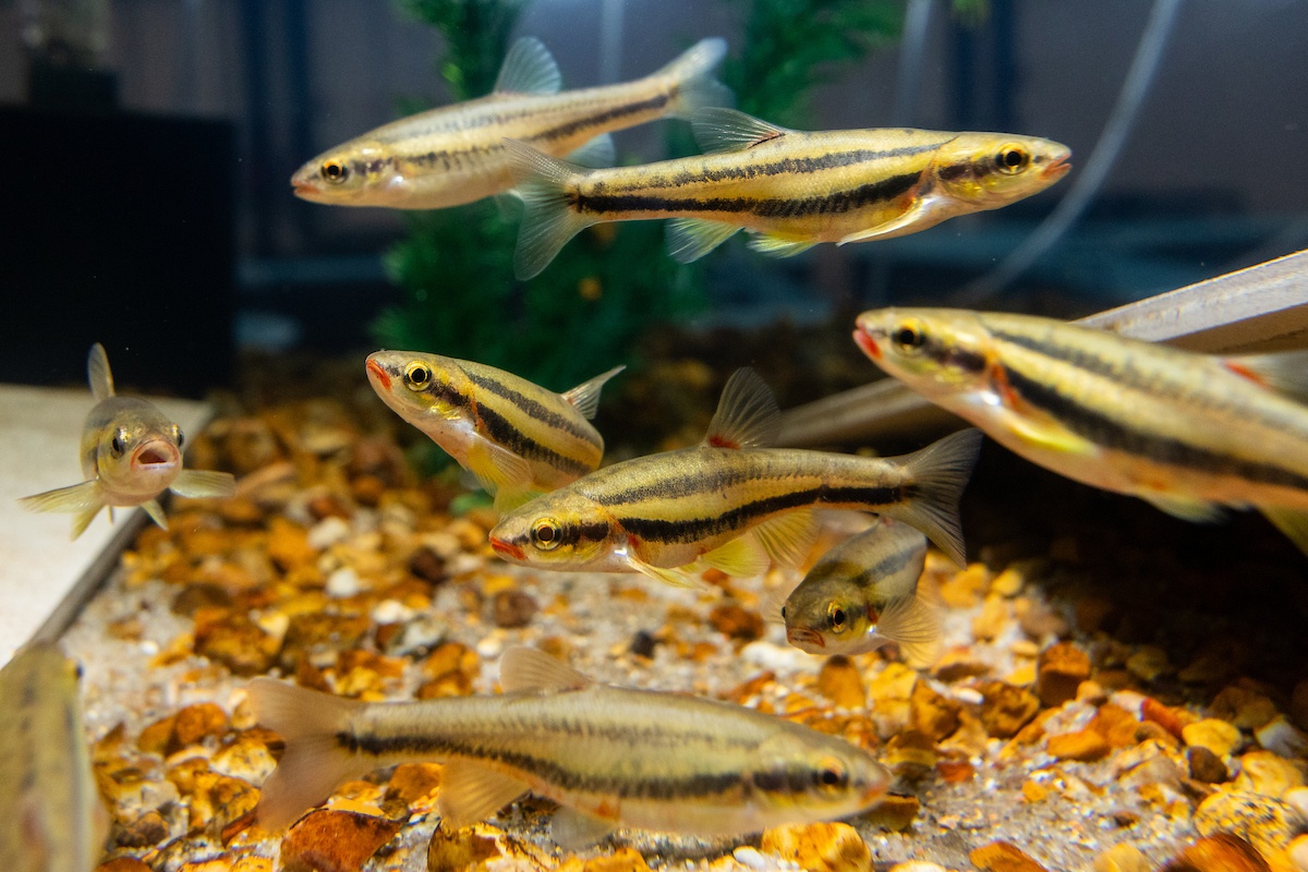 Laurel Dace (Chrosomus saylori) swim in a habitat at the Tennessee Aquarium Conservation Institute