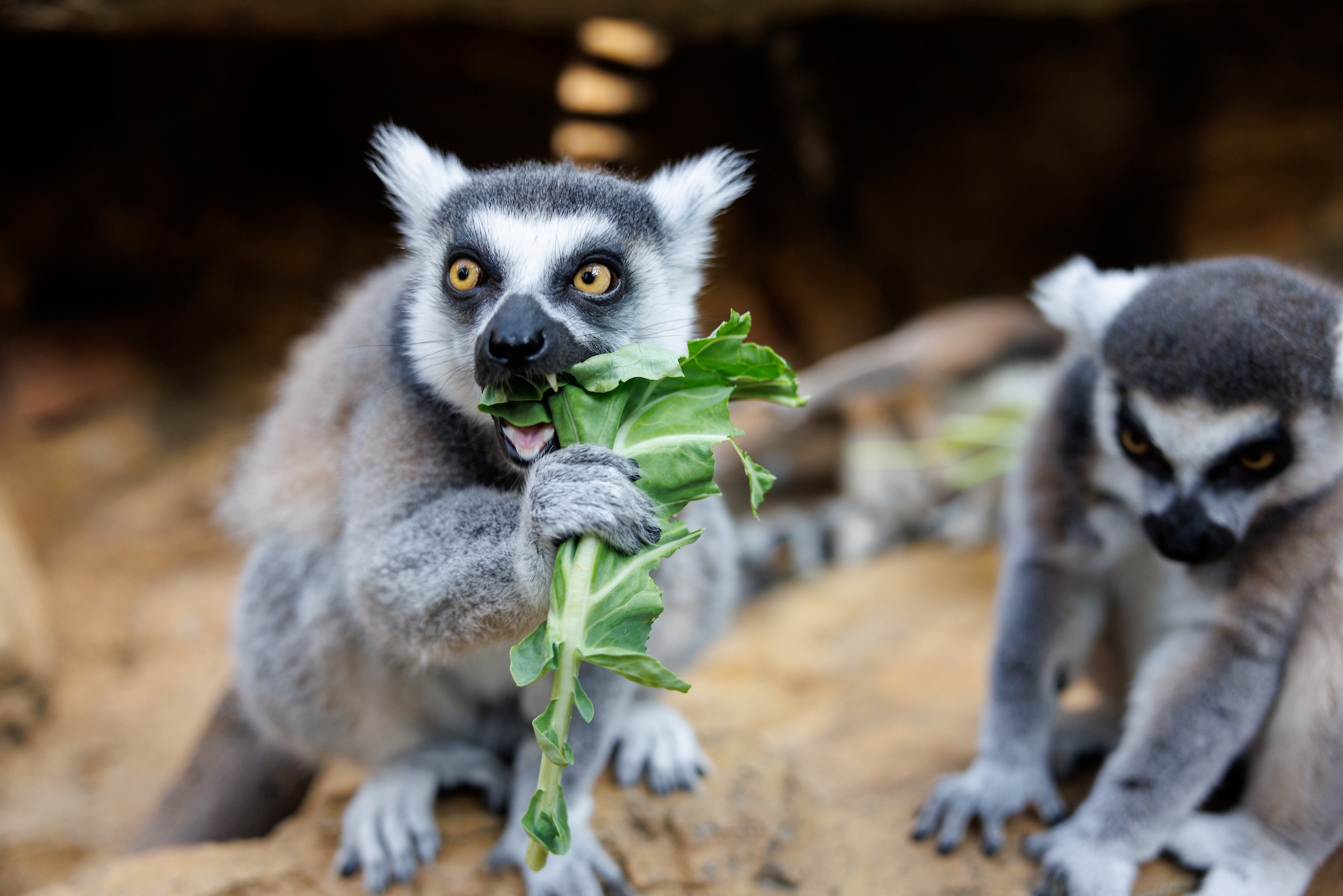 A Ring-tailed lemur eats greens grown by the Aquarium’s horticulturists while another lemur nearby watches.