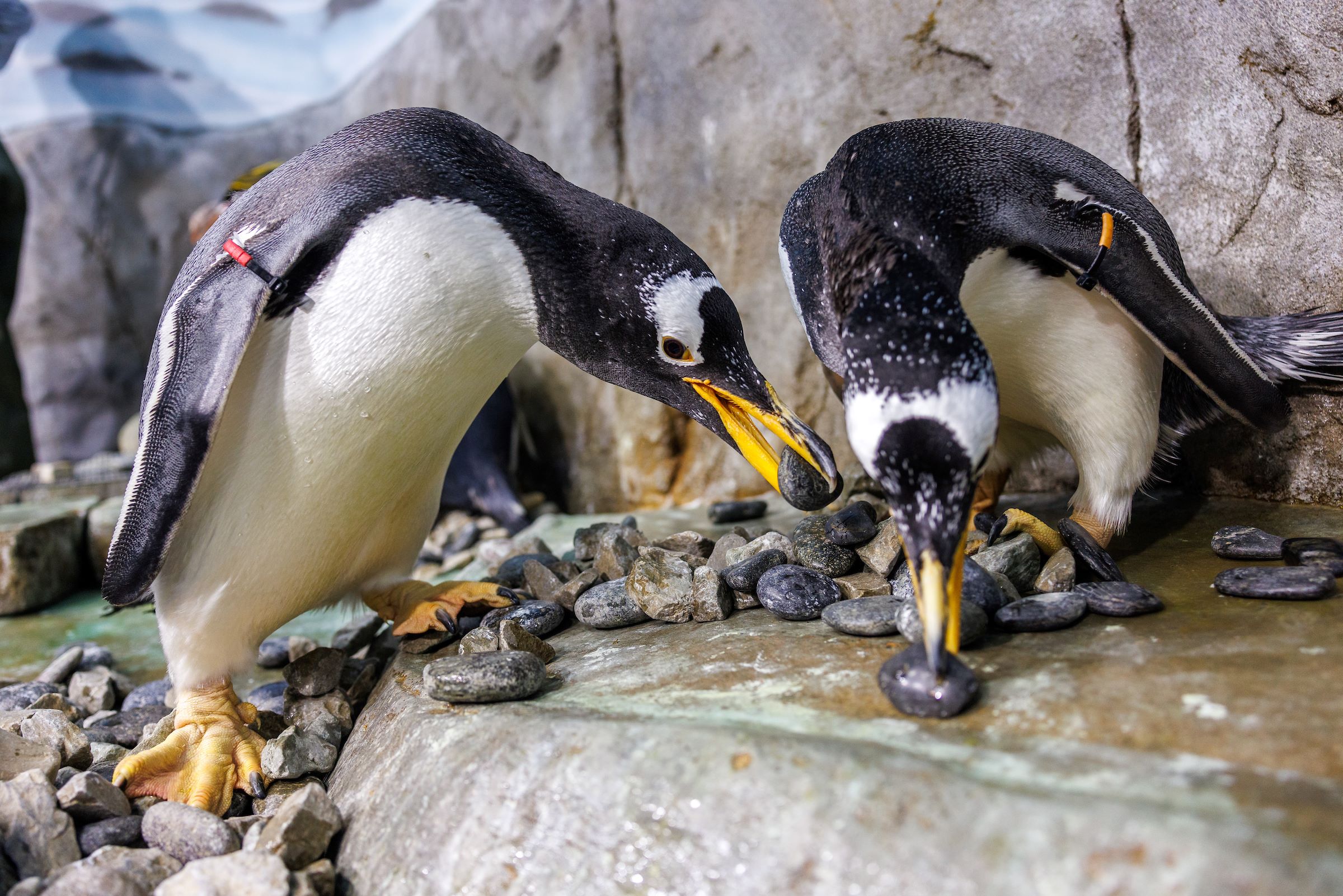 Gentoo Penguins select rocks for their nests at the Tennessee Aquarium.