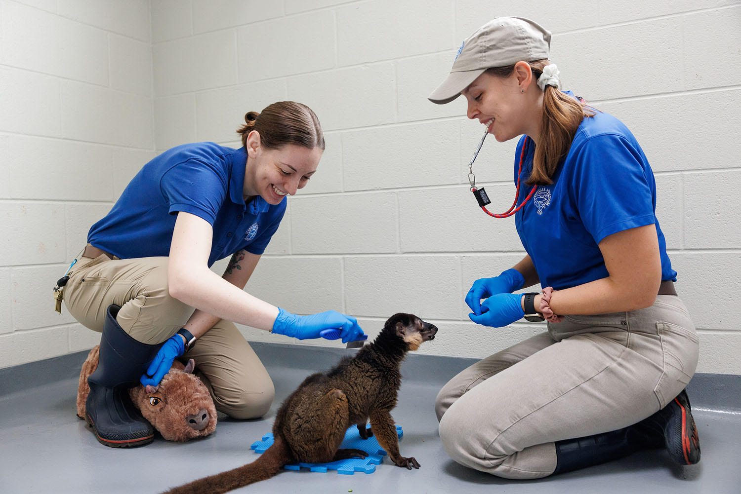 Animal Care Specialist II Kaitlyn Boteler, left, and Ocean Journey Lead Animal Care Specialist Maggie Sipe groom Red-collared Brown Lemur John during a training session.