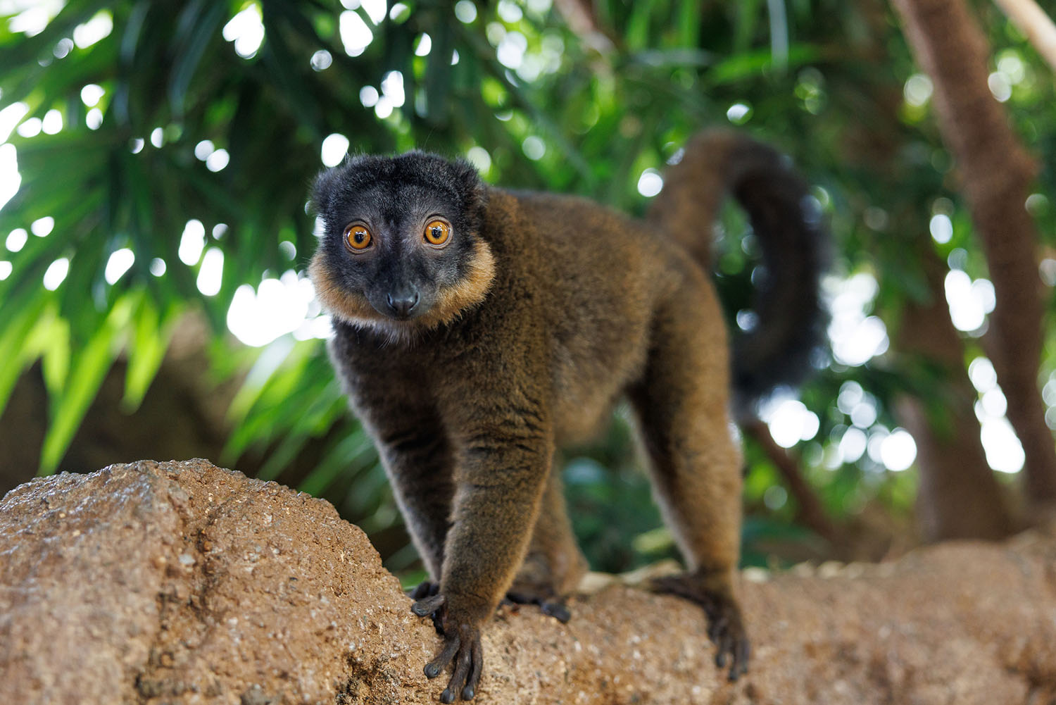 Kintana the female Red-collared Brown Lemur roams the Tennessee Aquarium's Lemur Forest.