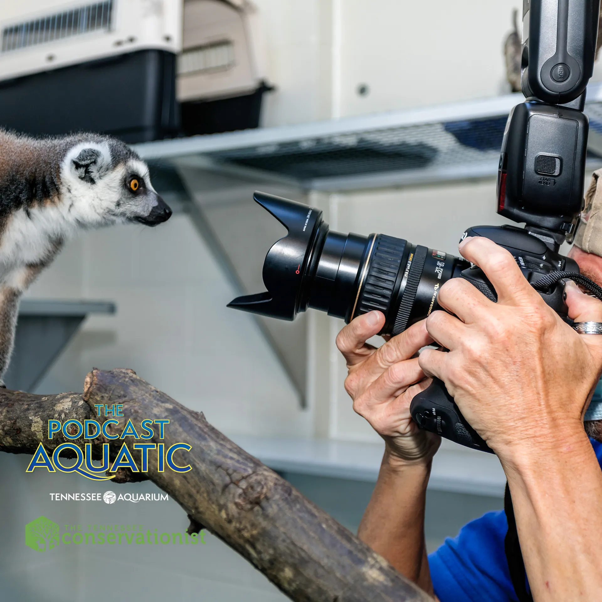 a ring-tailed lemur posing for a camera, to promote Podcast Aquatic episode about photography at the aquarium