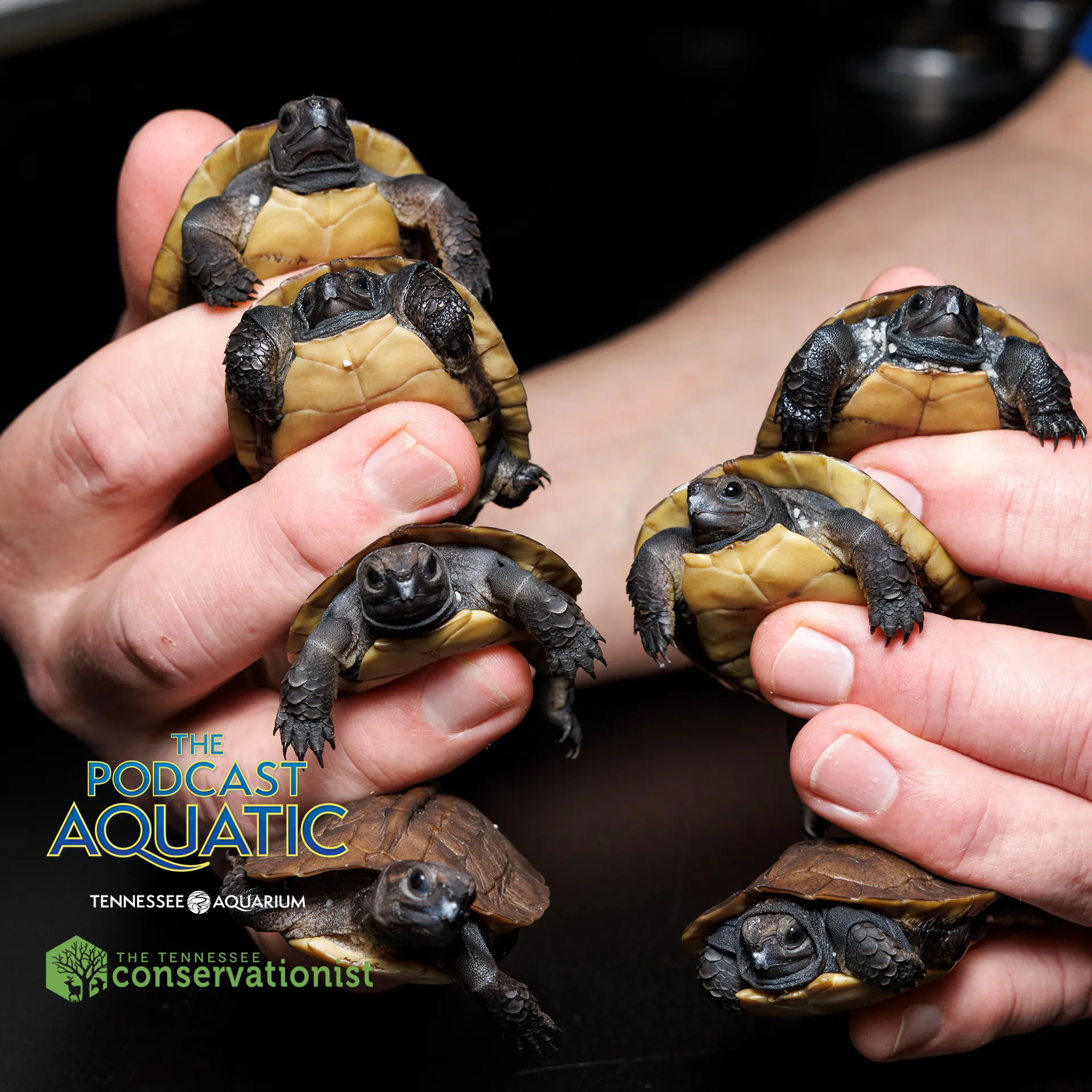 A close-up shot of seven baby turtles being held in someone's hands at the Tennessee Aquarium, to promote Podcast Aquatic episode about the Turtle Survival Alliance