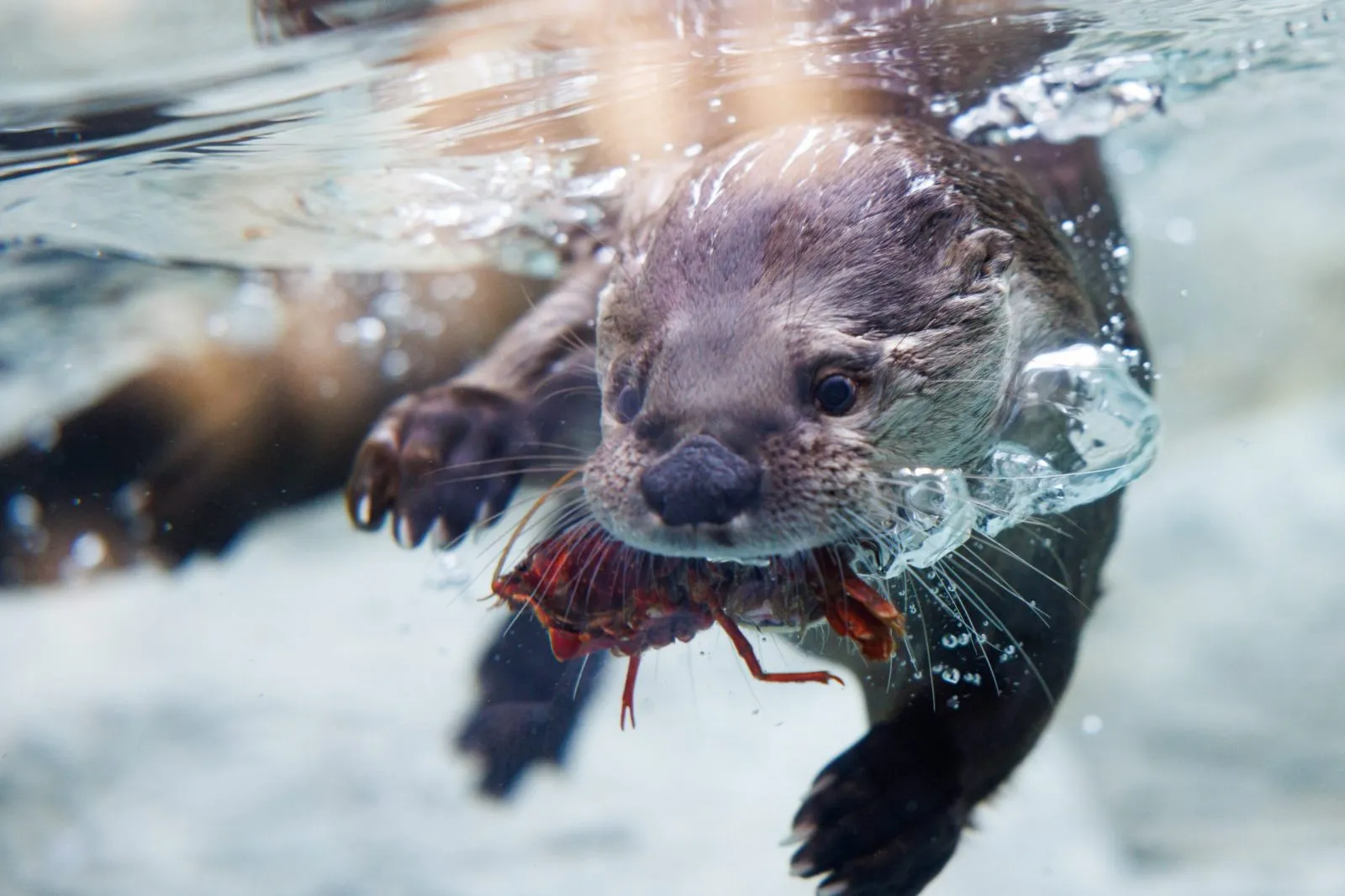 Otter with food in his mouth