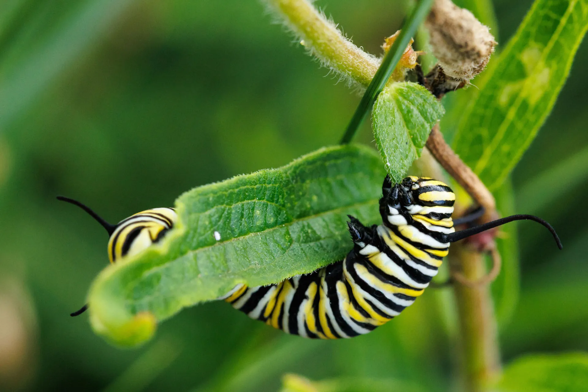 Monarch Caterpillar