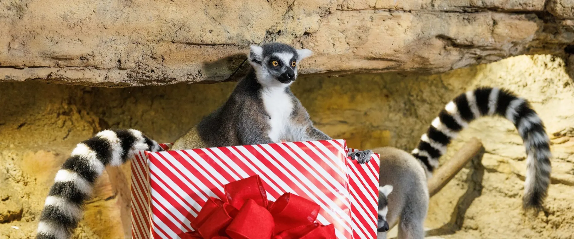 Lemur with gift
