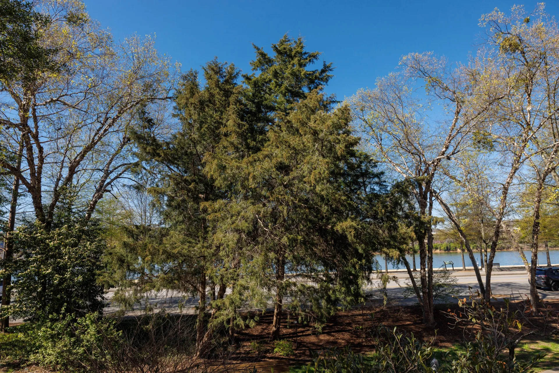 Bald Cypress