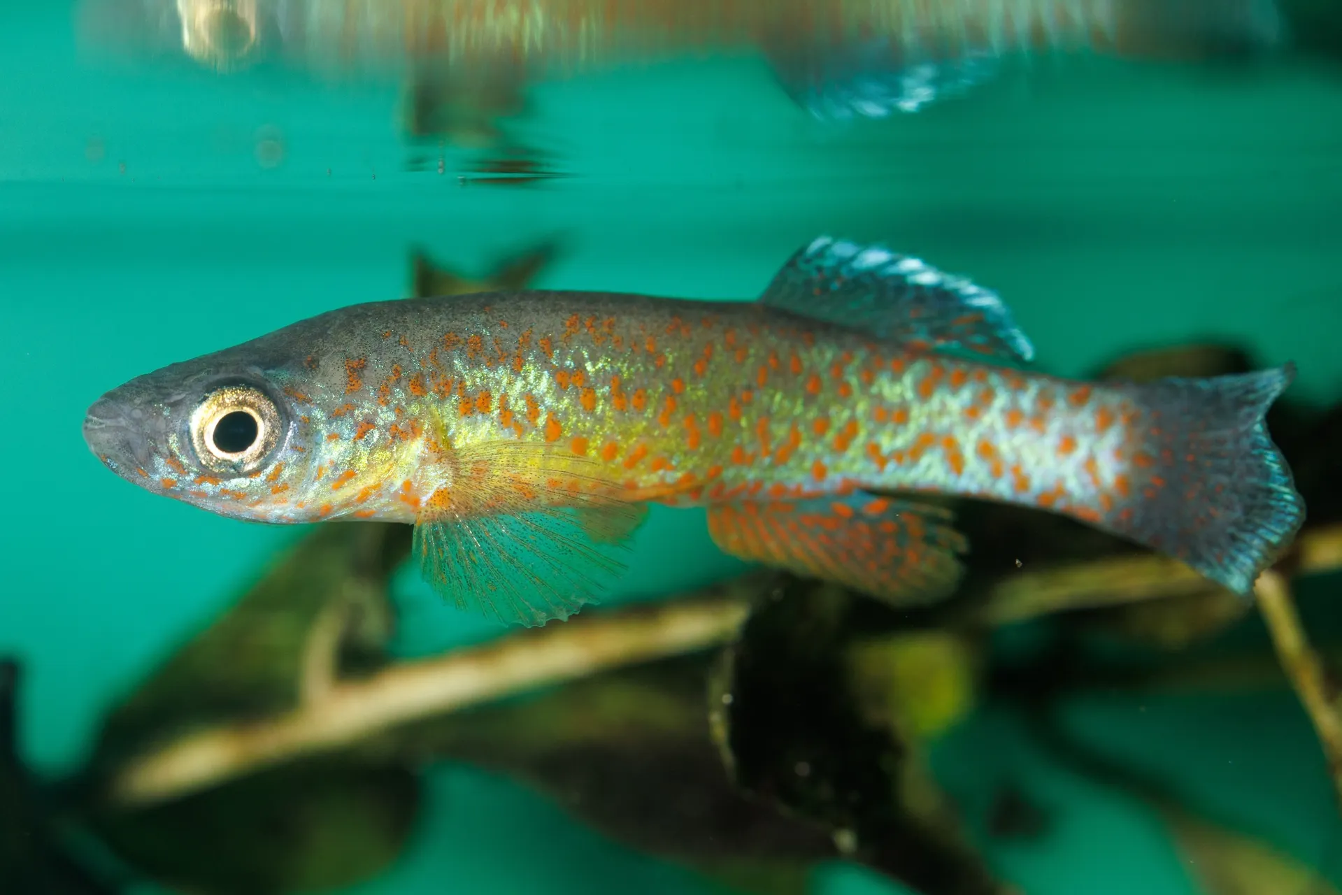Barrens Topminnow