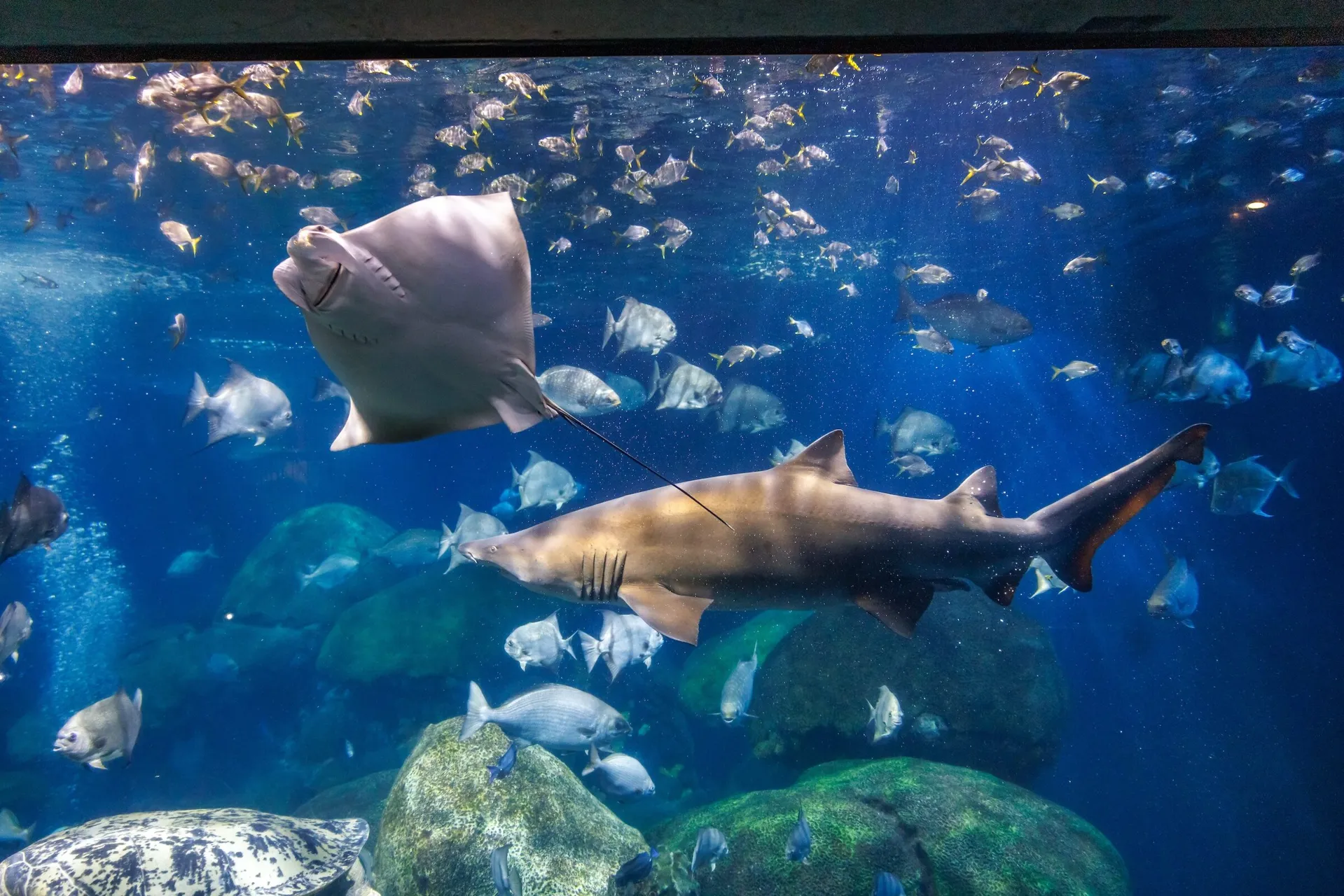 Shark Tank
