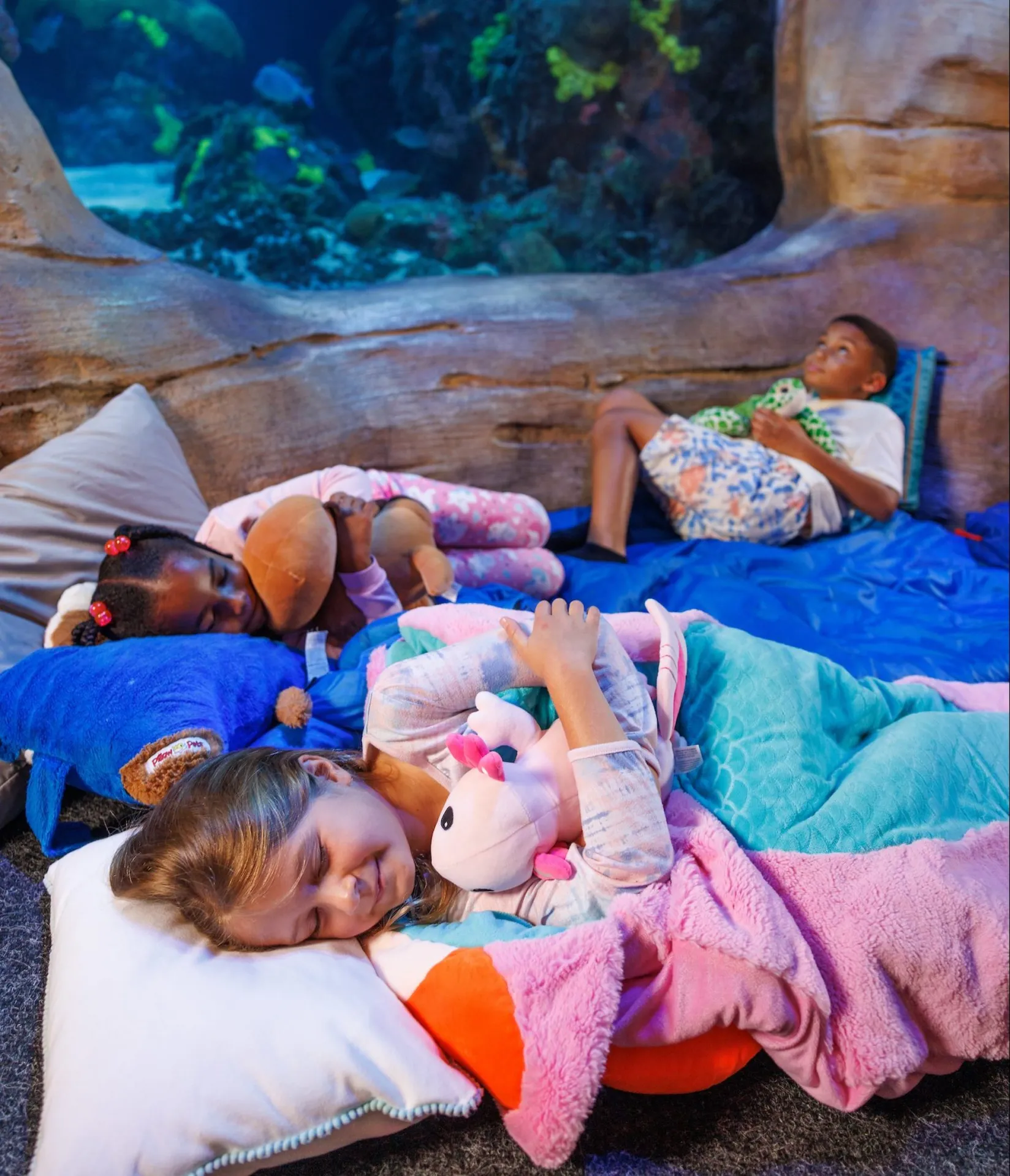 sleeping in the aquarium