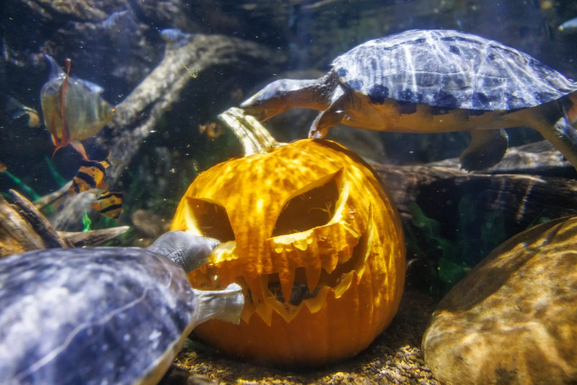 Jack O Lantern in the water