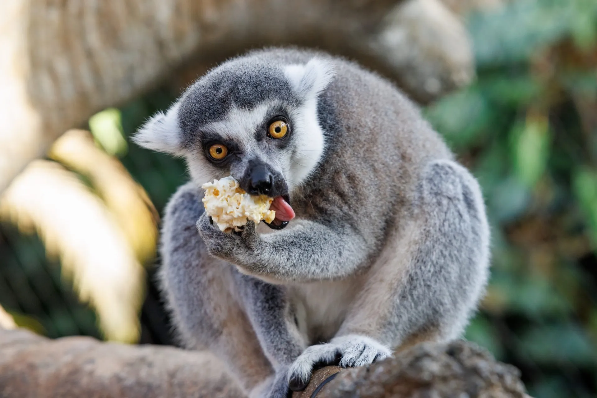 Lemur eating popcorn